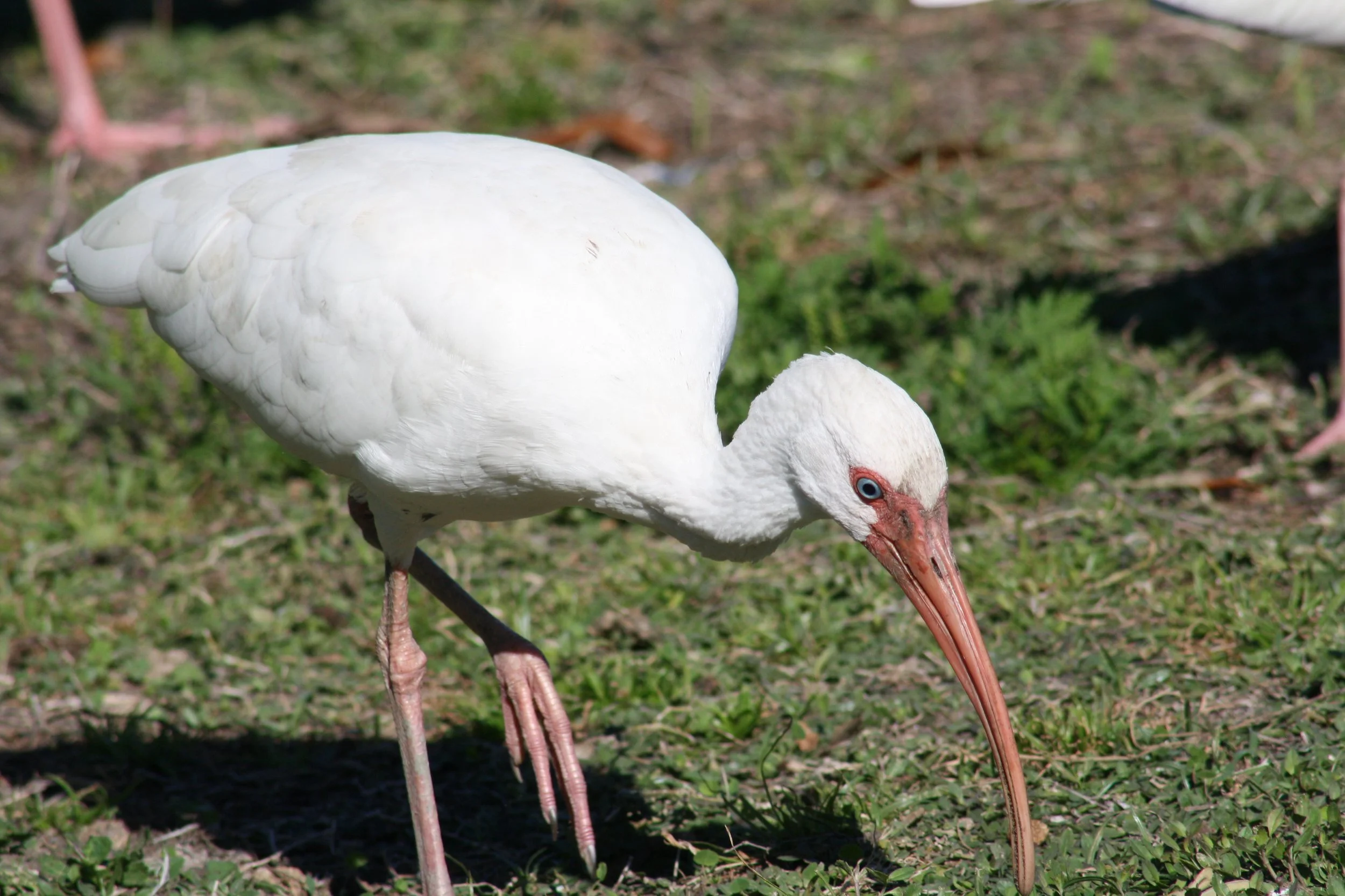 White Ibis, Savannah, GA, 2025.