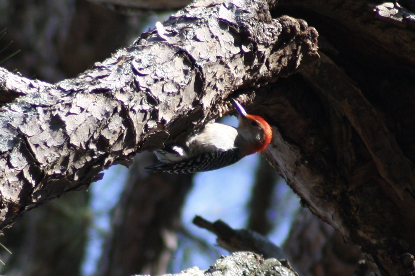 Red Bellied Woodpecker, Atlanta, GA, 2025.