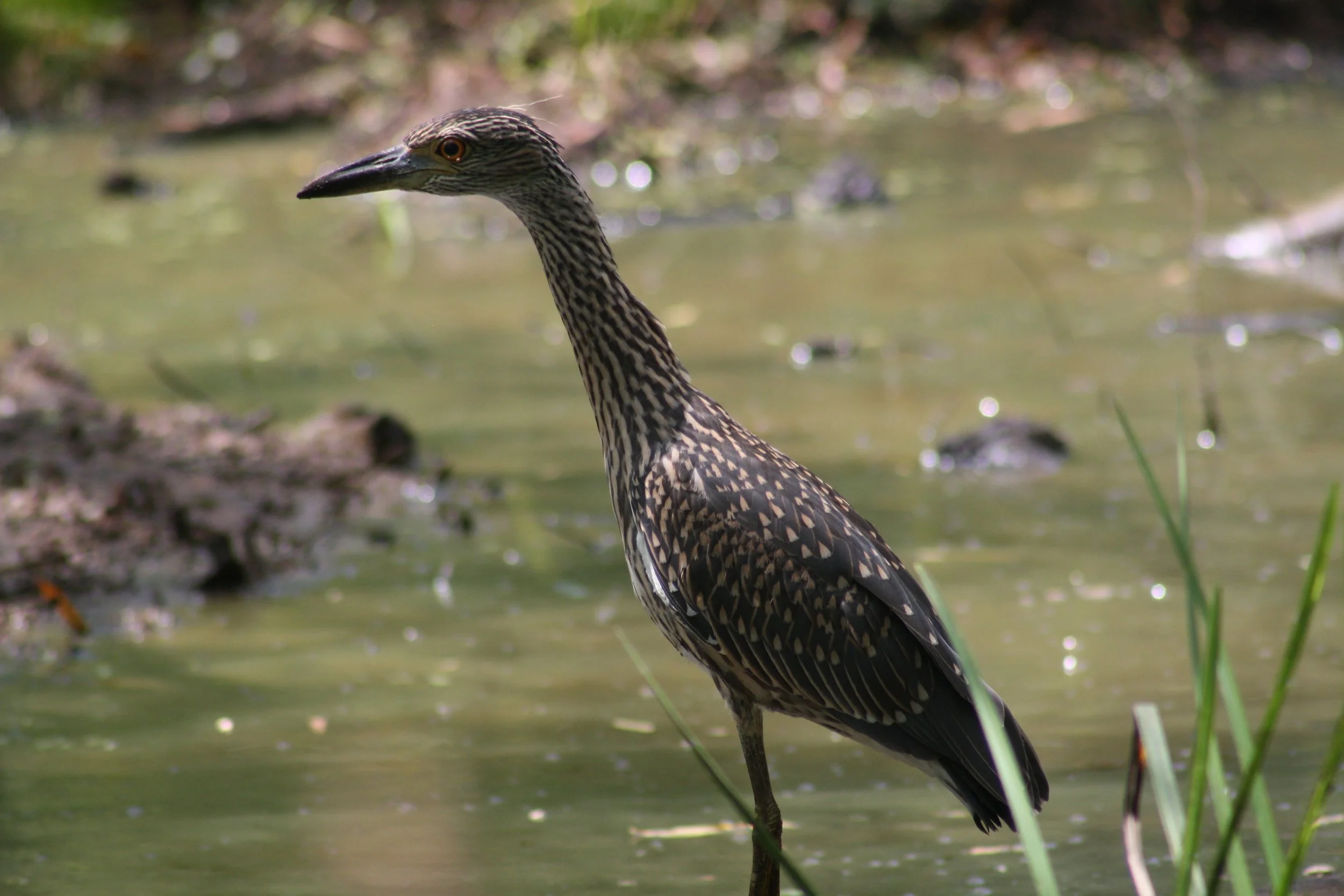 Yellow Crowned Night Heron, Suwanee, GA, 2025.