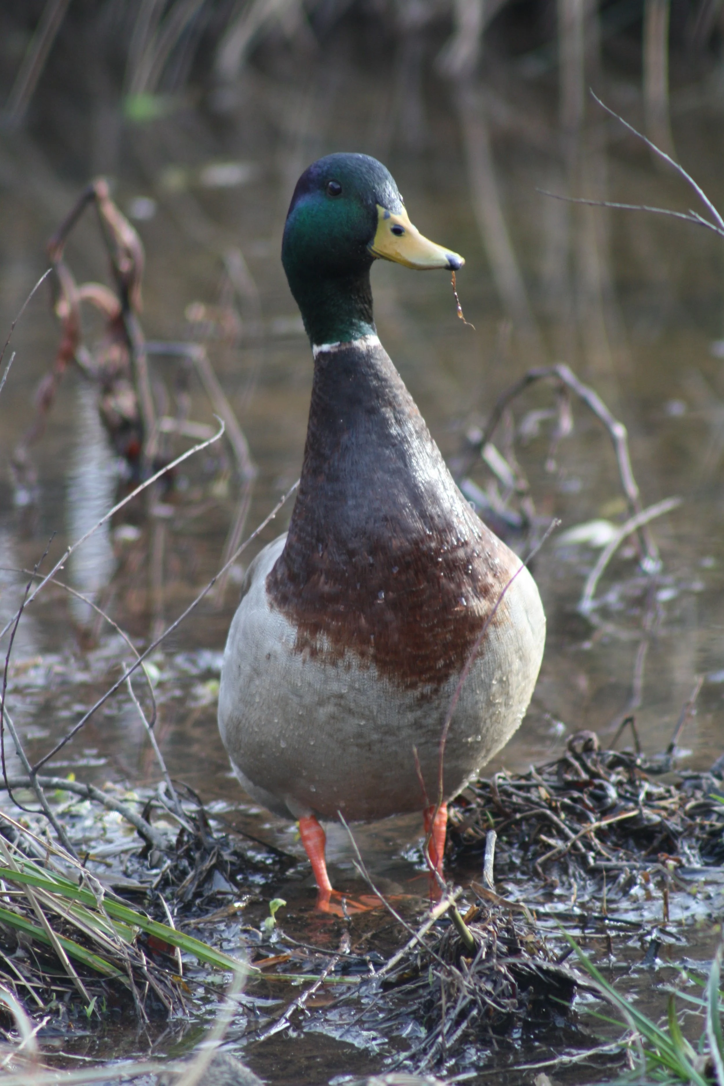 Mallard, Cochran Shoals, GA, 2025.