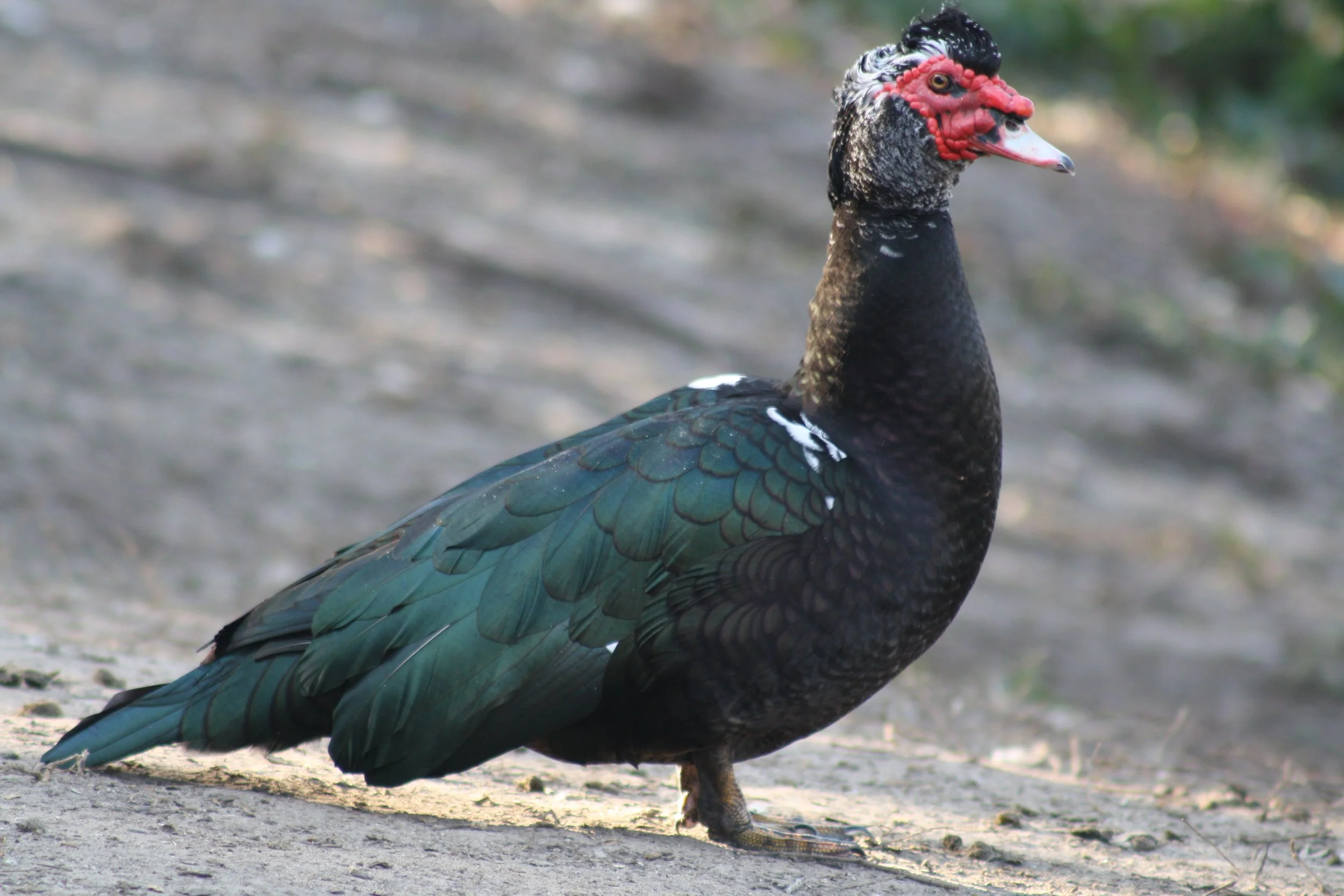 Muscovy Duck, Savannah, GA, 2026.