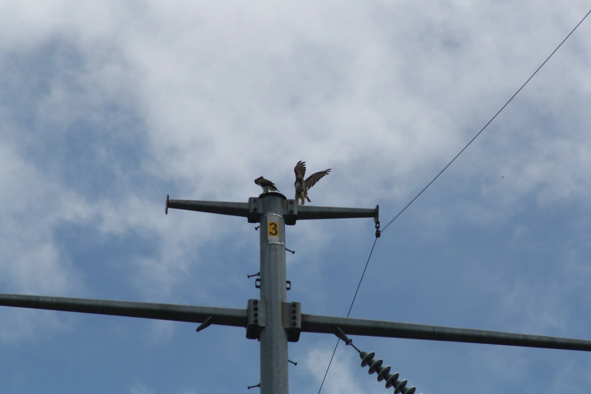 Red Tailed Hawk, Sandy Springs, GA, 2025.