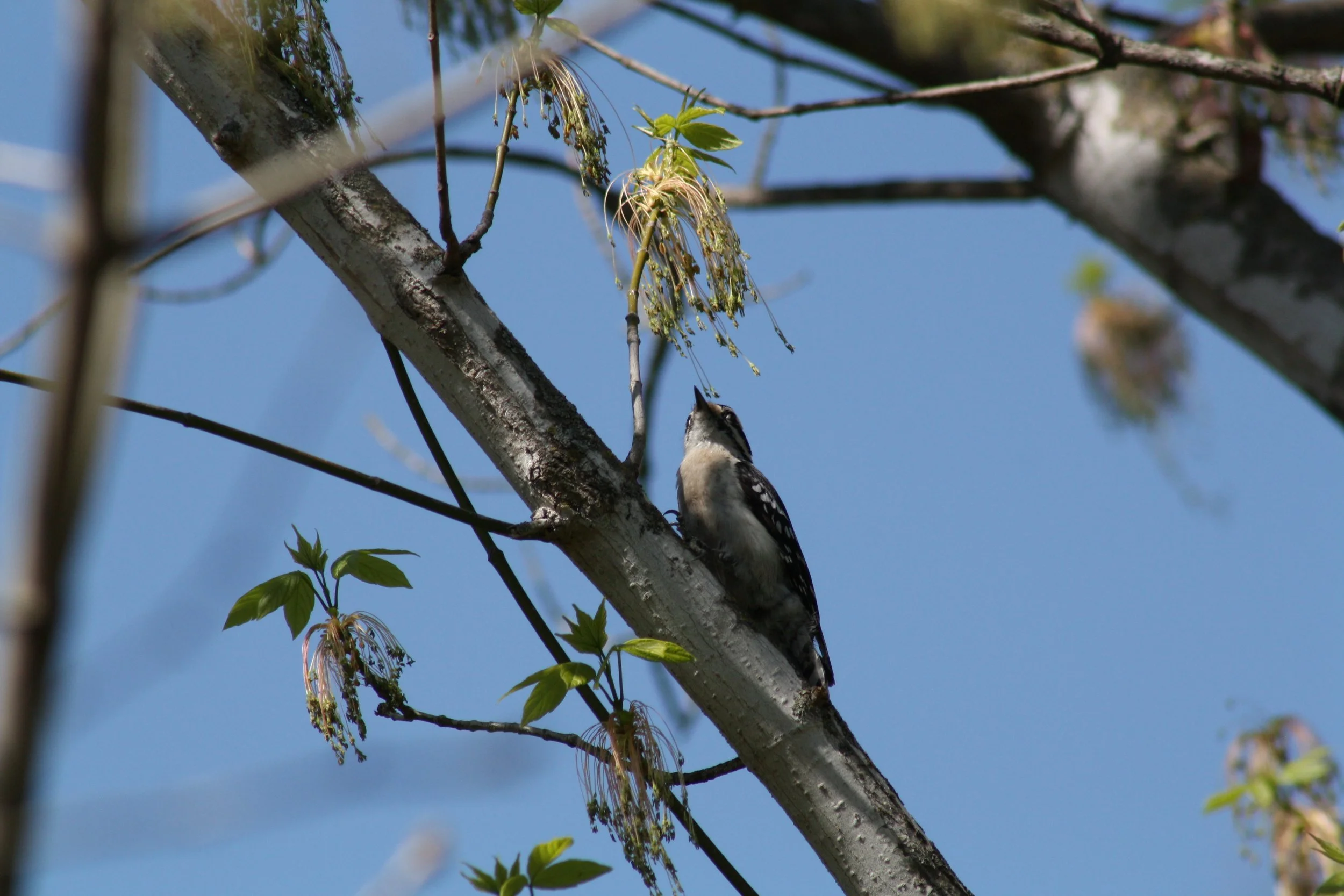 Downy Woodpecker, Roswell, GA, 2025.