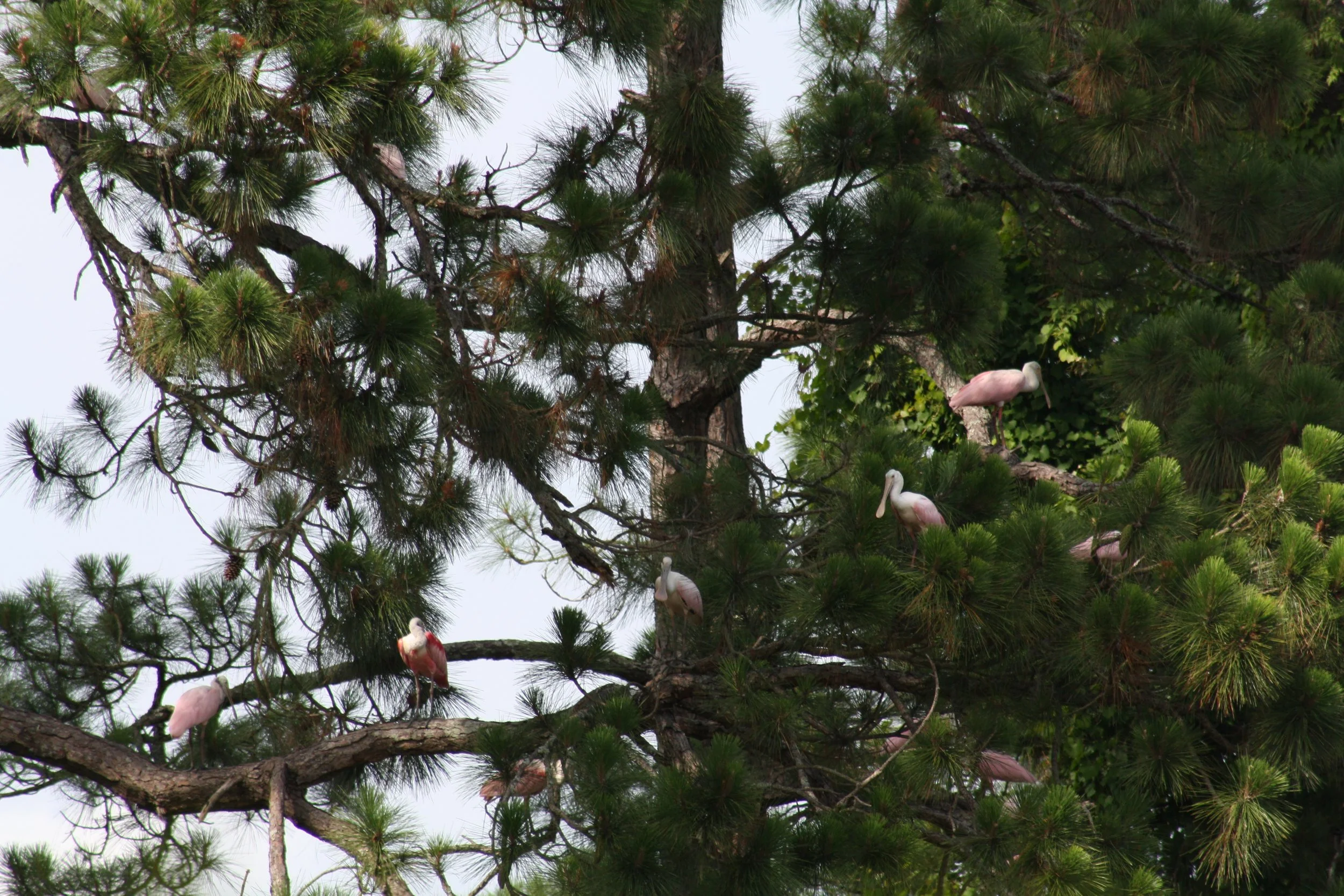 Roseate Spoonbill, Jekyll Island, GA, 2025.