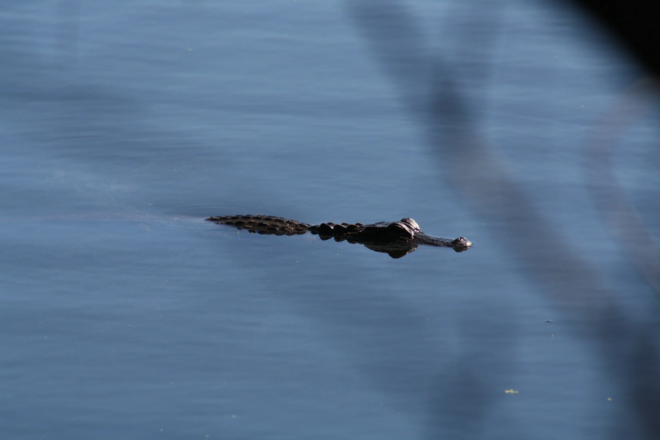 Alligator, Jekyll Island, GA, 2025.