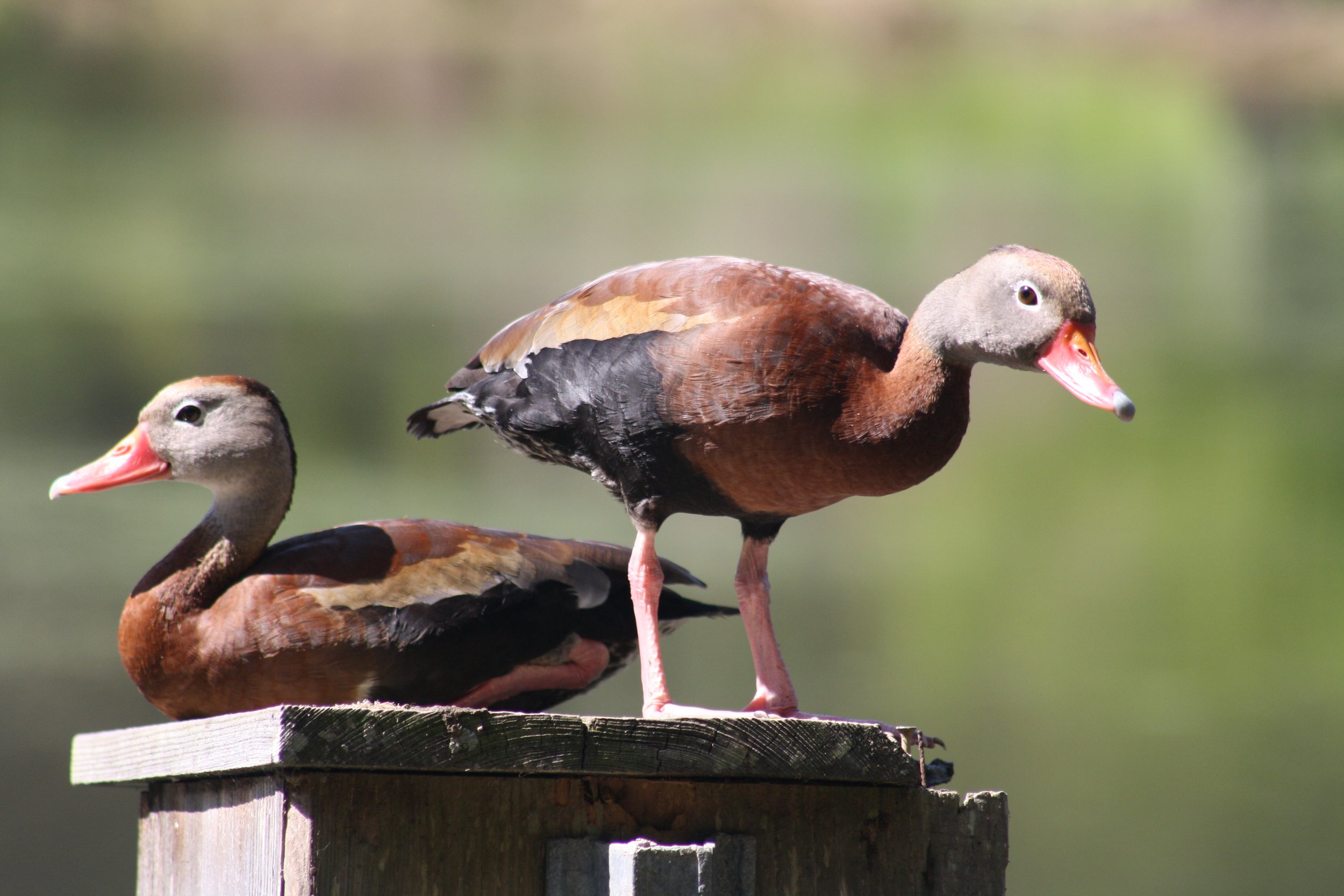 Black Bellied Whistling Duck, Hilton Head Island, SC, 2026.