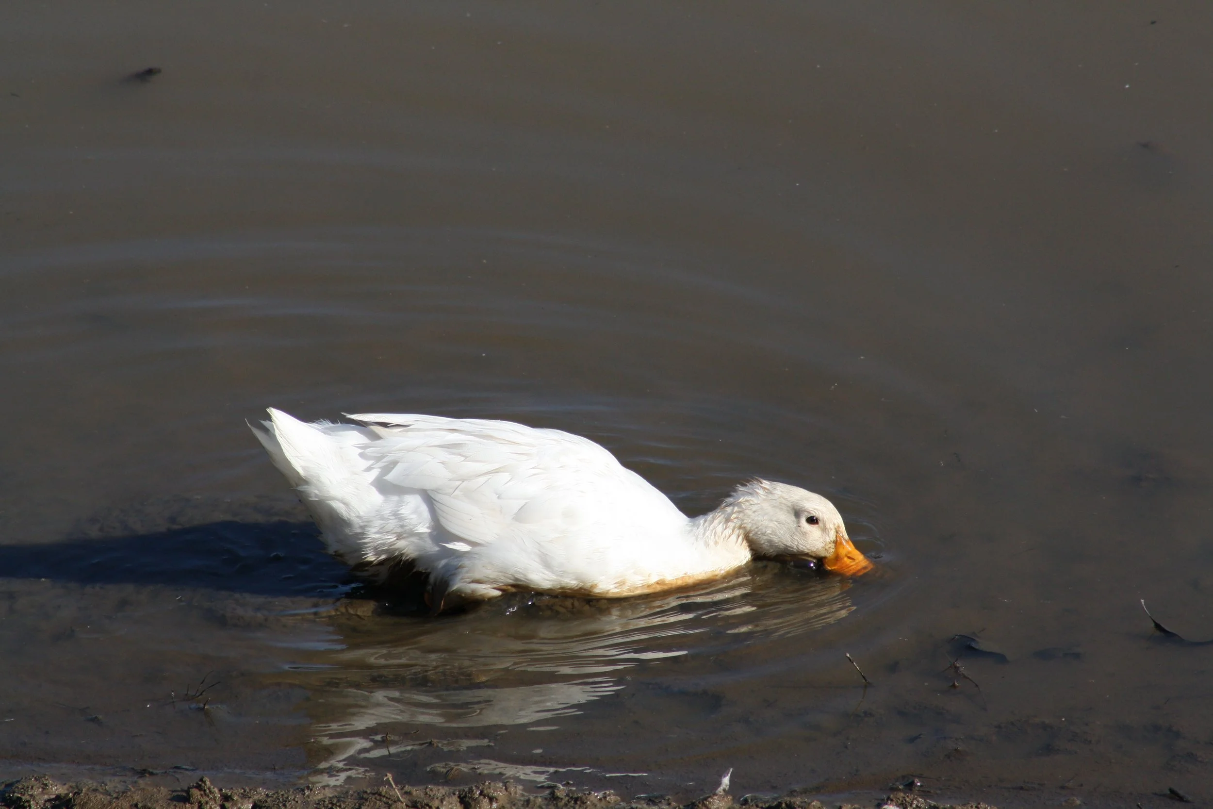 Mallard, Atlanta, GA, 2025.