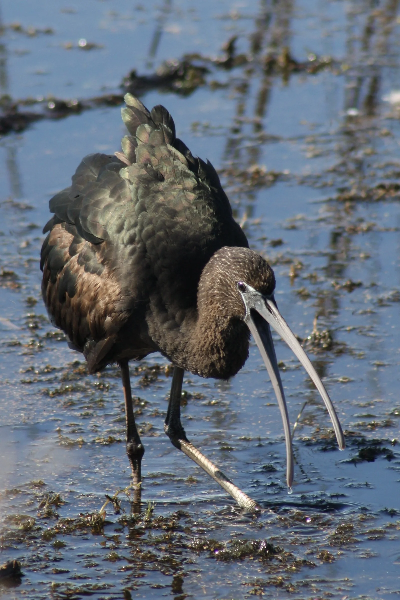 Glossy Ibis, Savannah, GA, 2026.