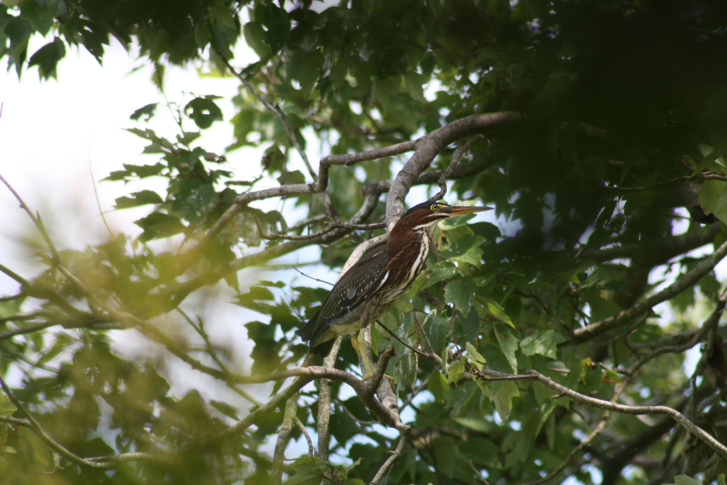 Green Heron, Jekyll Island, GA, 2025.