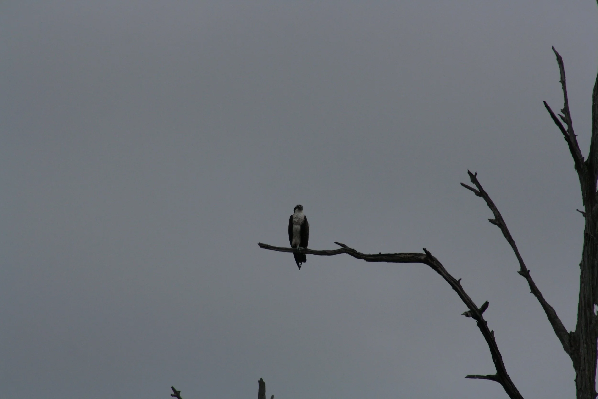 Osprey, Skidaway Island, GA, 2025.