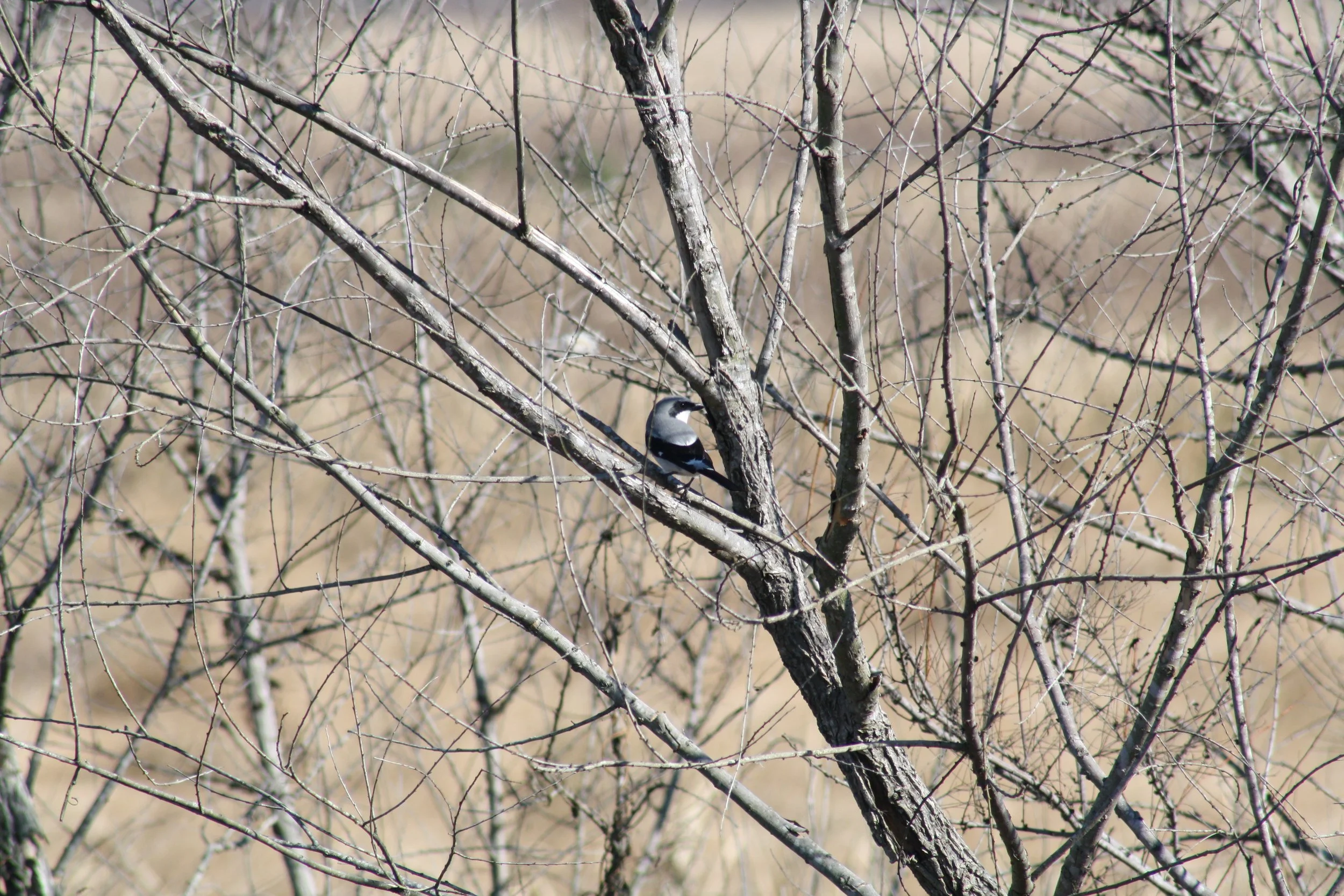 Loggerhead Shrike, Savannah, GA, 2025.