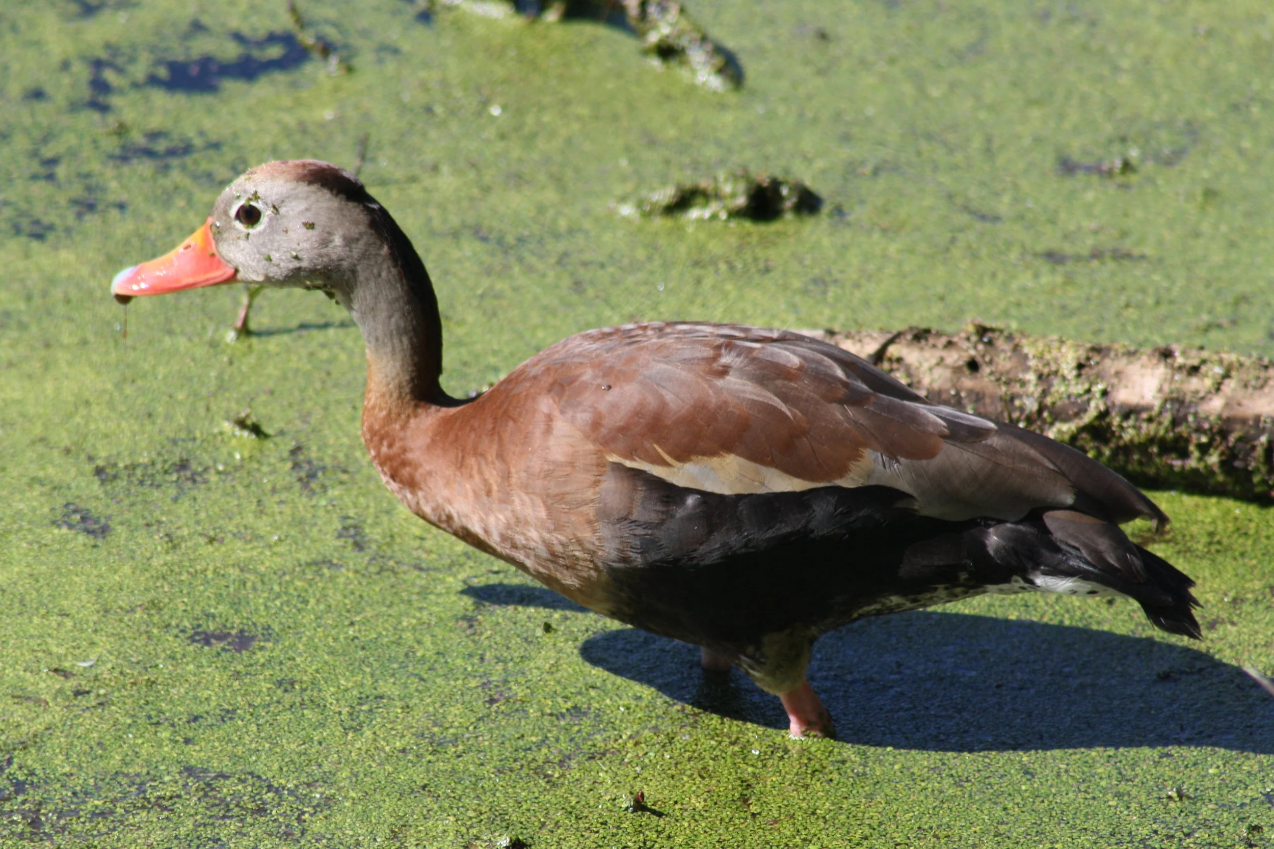 Black Bellied Whistling Duck, Hilton Head Island, SC, 2026.