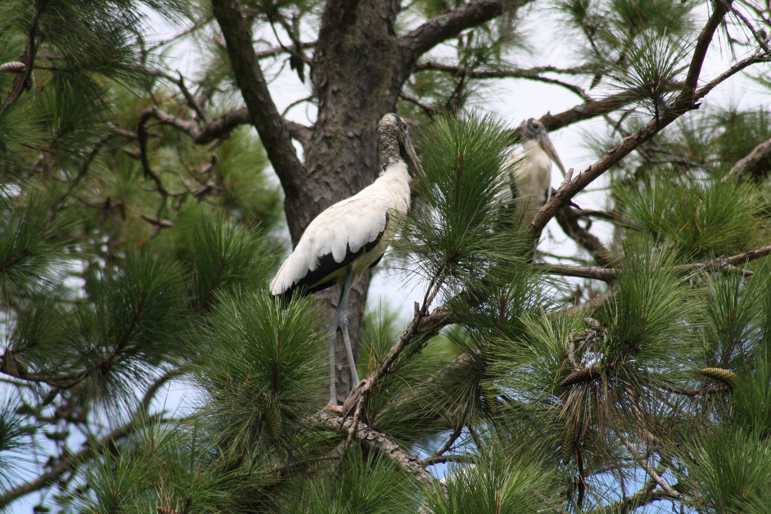 Wood Stork, Skidaway Island, GA, 2025.