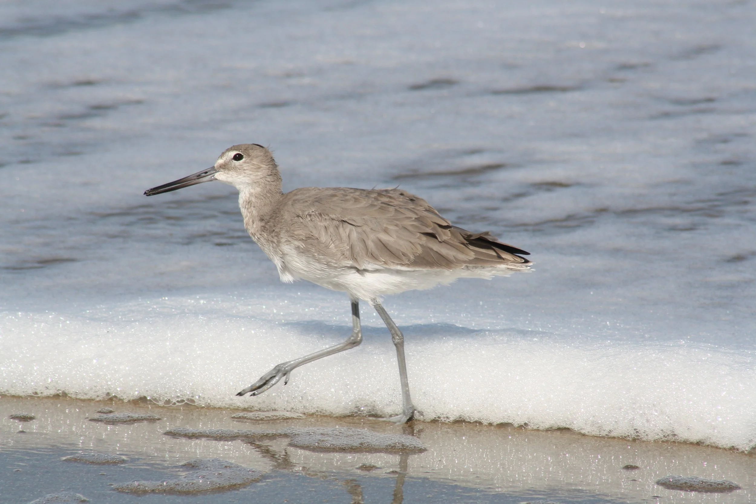 Willet, Tybee Island, GA, 2025.