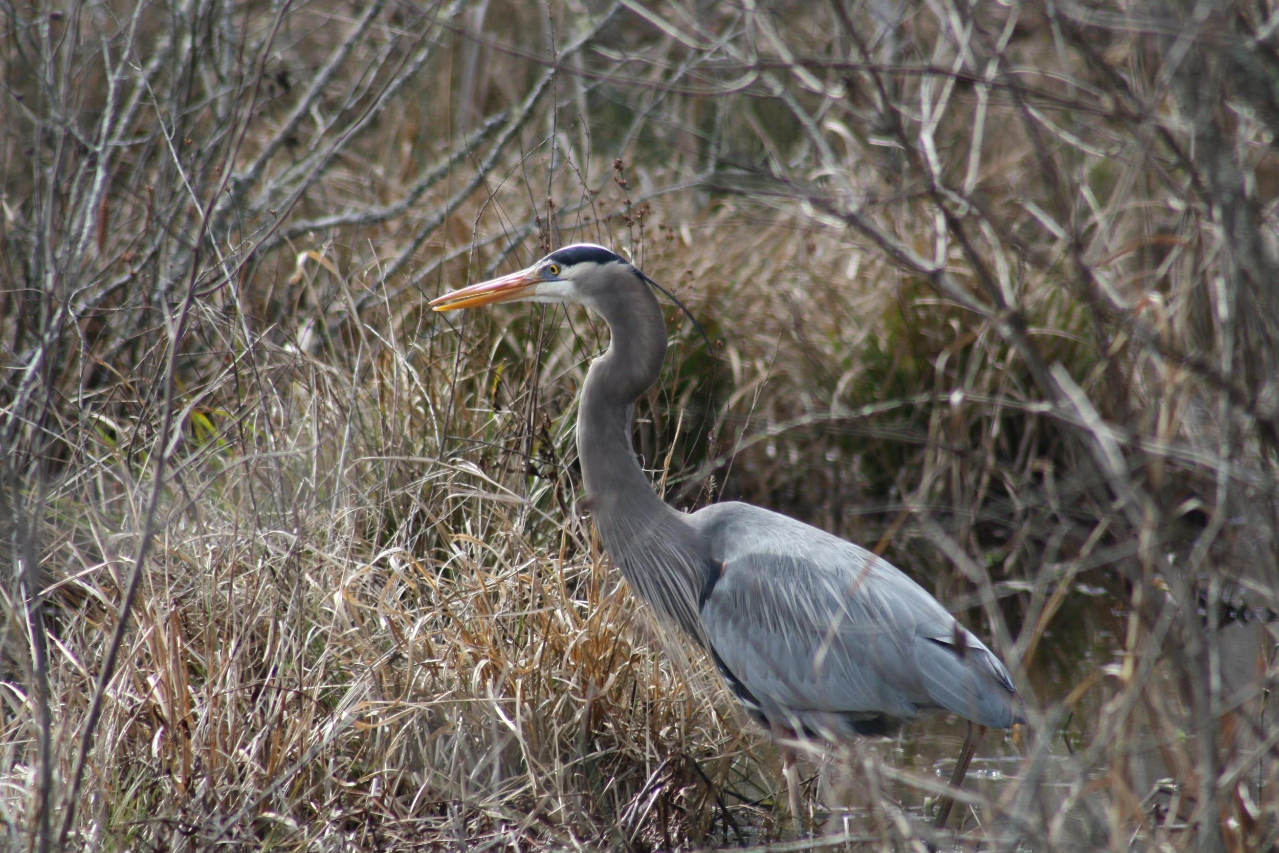 Great Blue Heron, Cochran Shoals, GA, 2025.