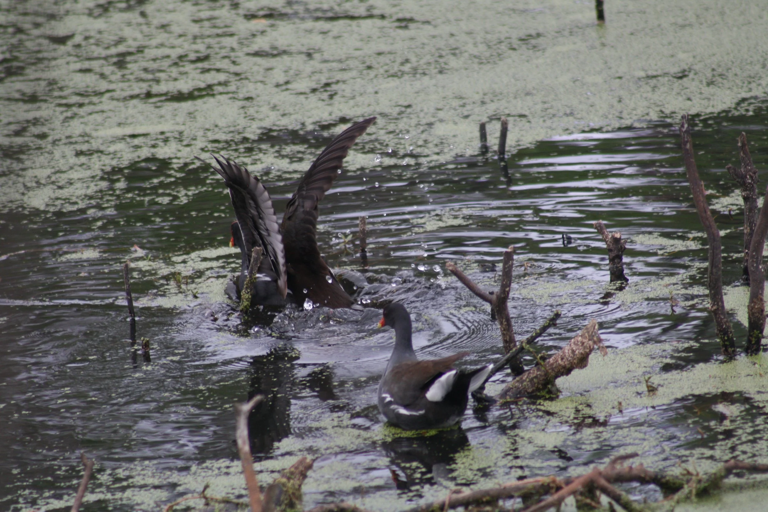 Common Gallinule, Hilton Head Island, SC, 2026.