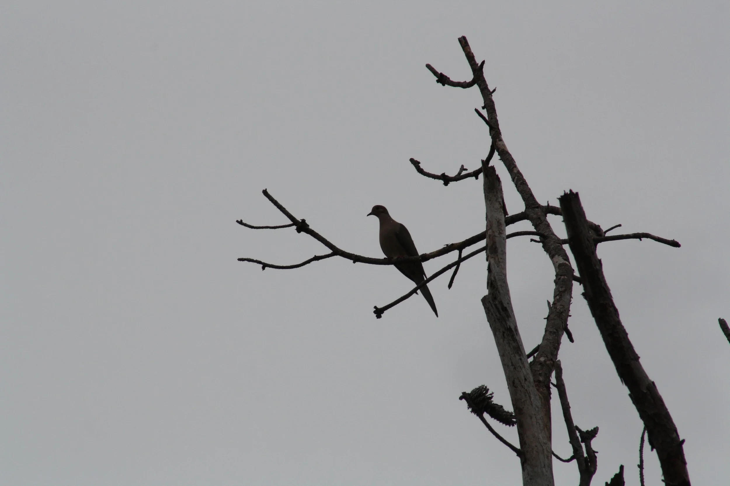 Mourning Dove, Heggie's Rock, GA, 2025.