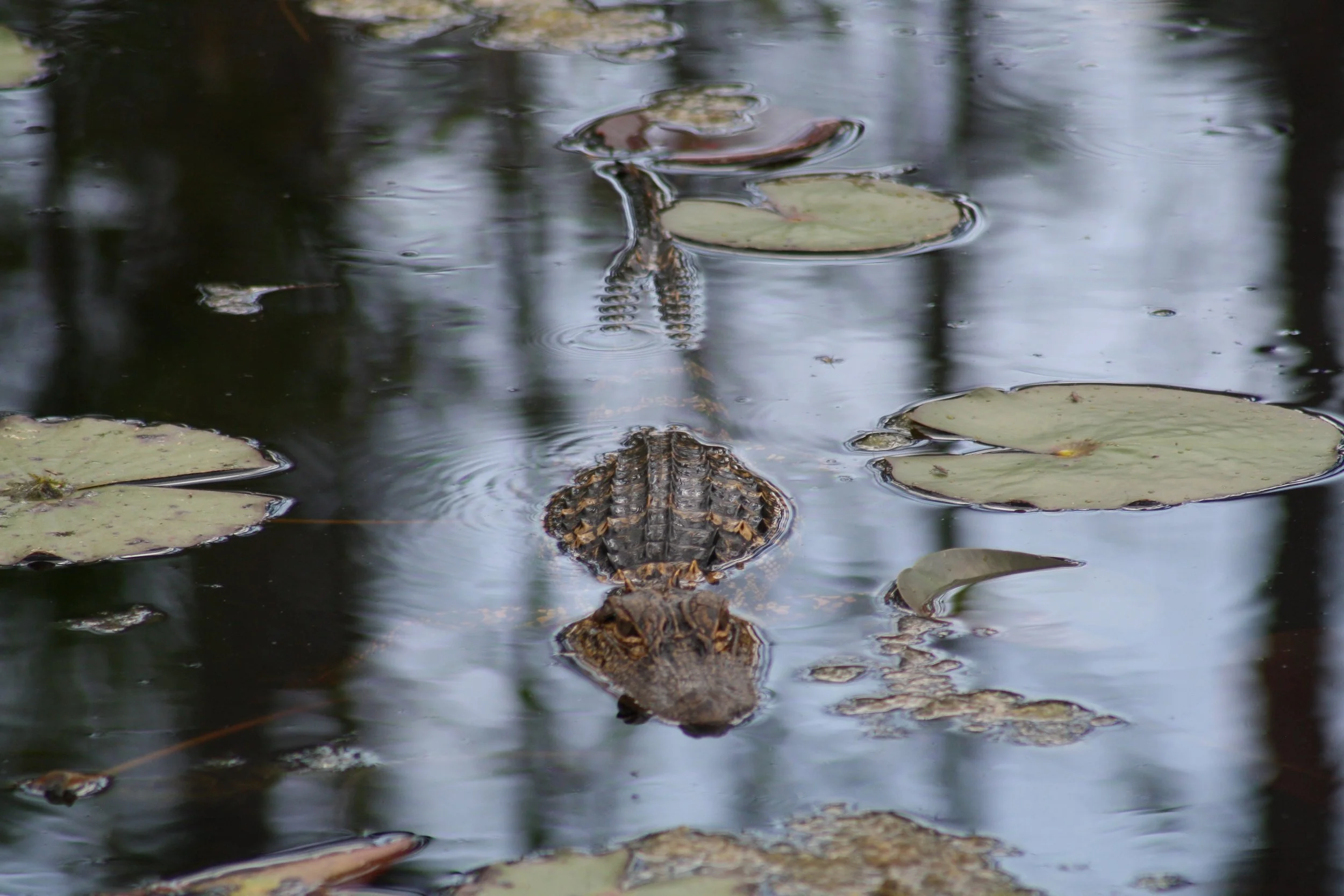 Alligator, Okefenokee Swamp, GA, 2025.