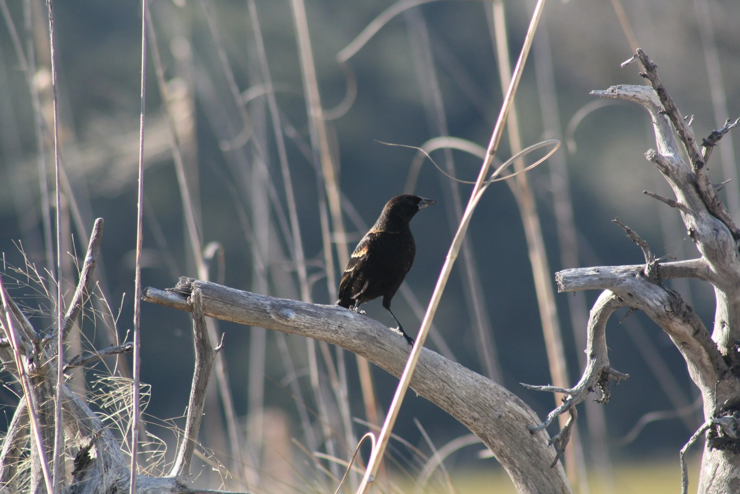 Red Winged Blackbird, Jekyll Island, GA, 2025.