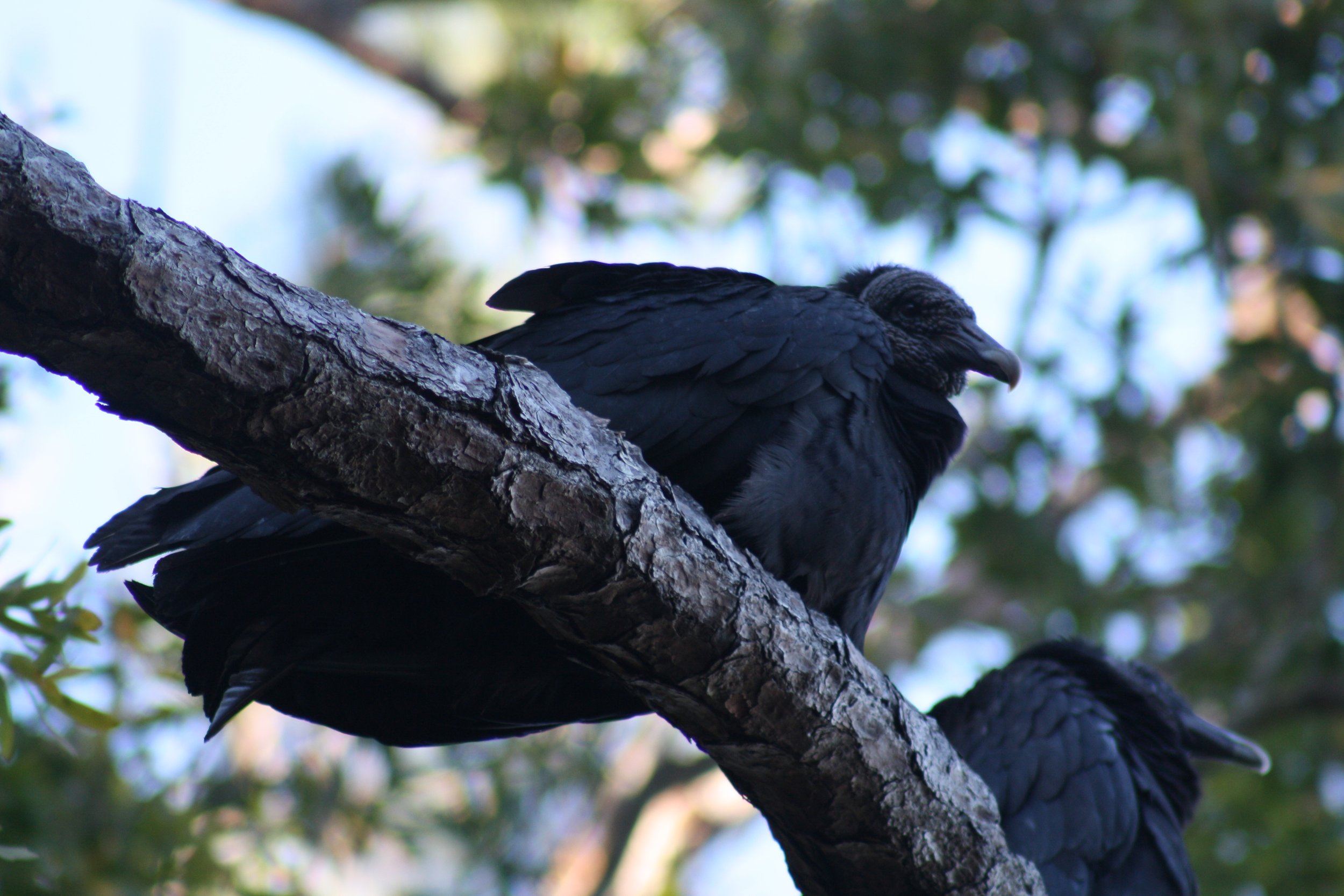 Black Vulture, Jekyll Island, GA, 2026.