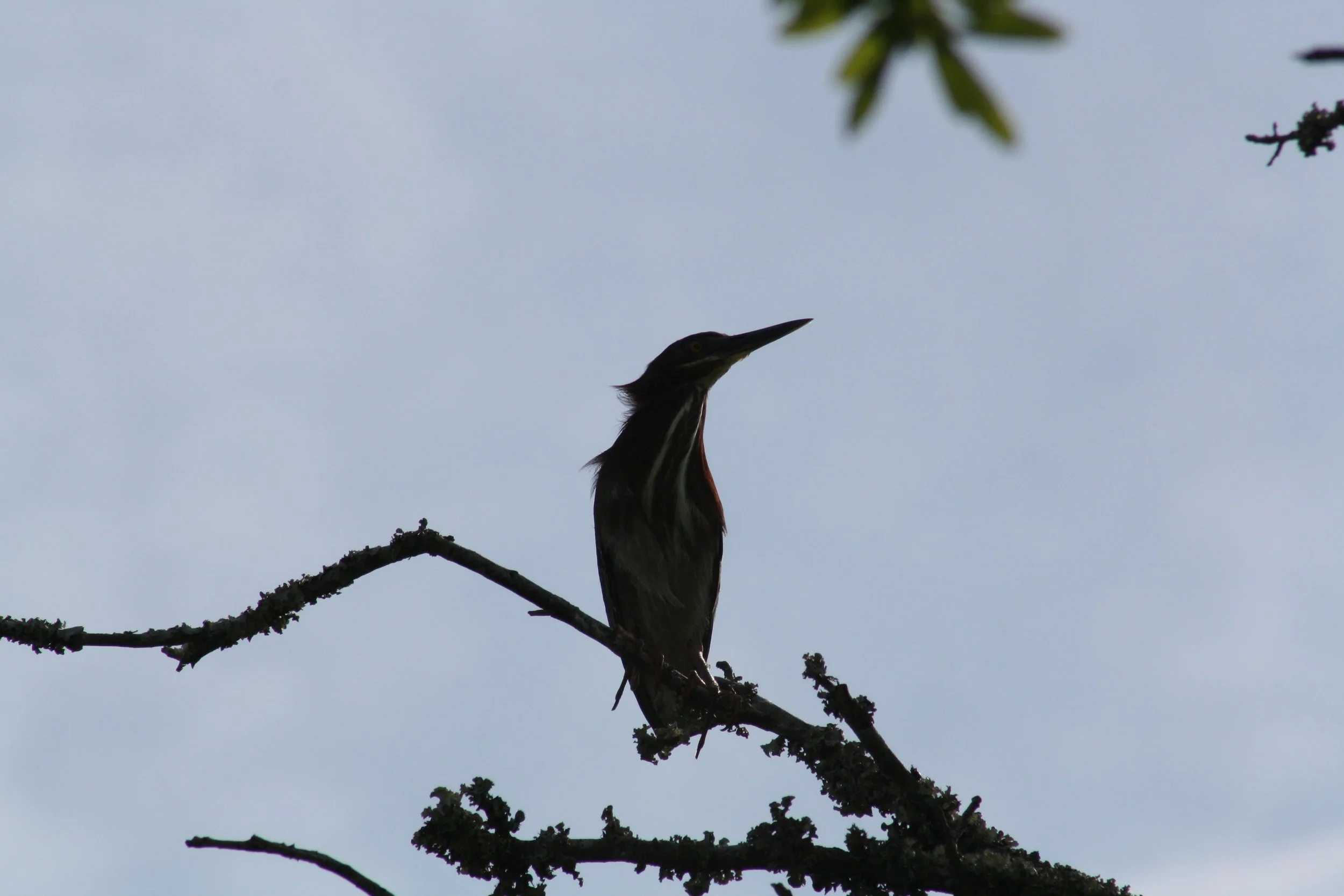 Green Heron, Skidaway Island, GA, 2025.