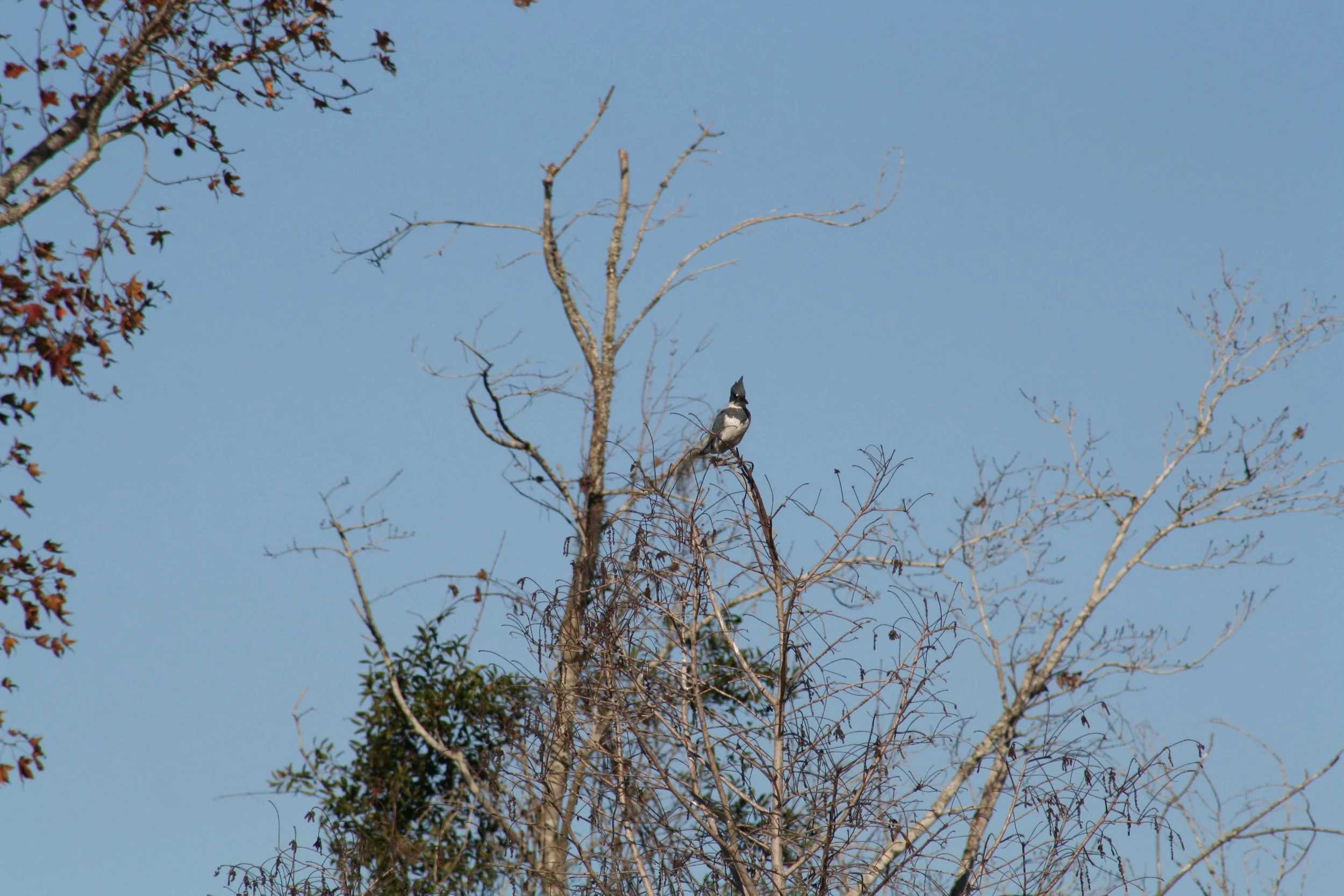 Belted Kingfisher, Savannah, GA, 2025.