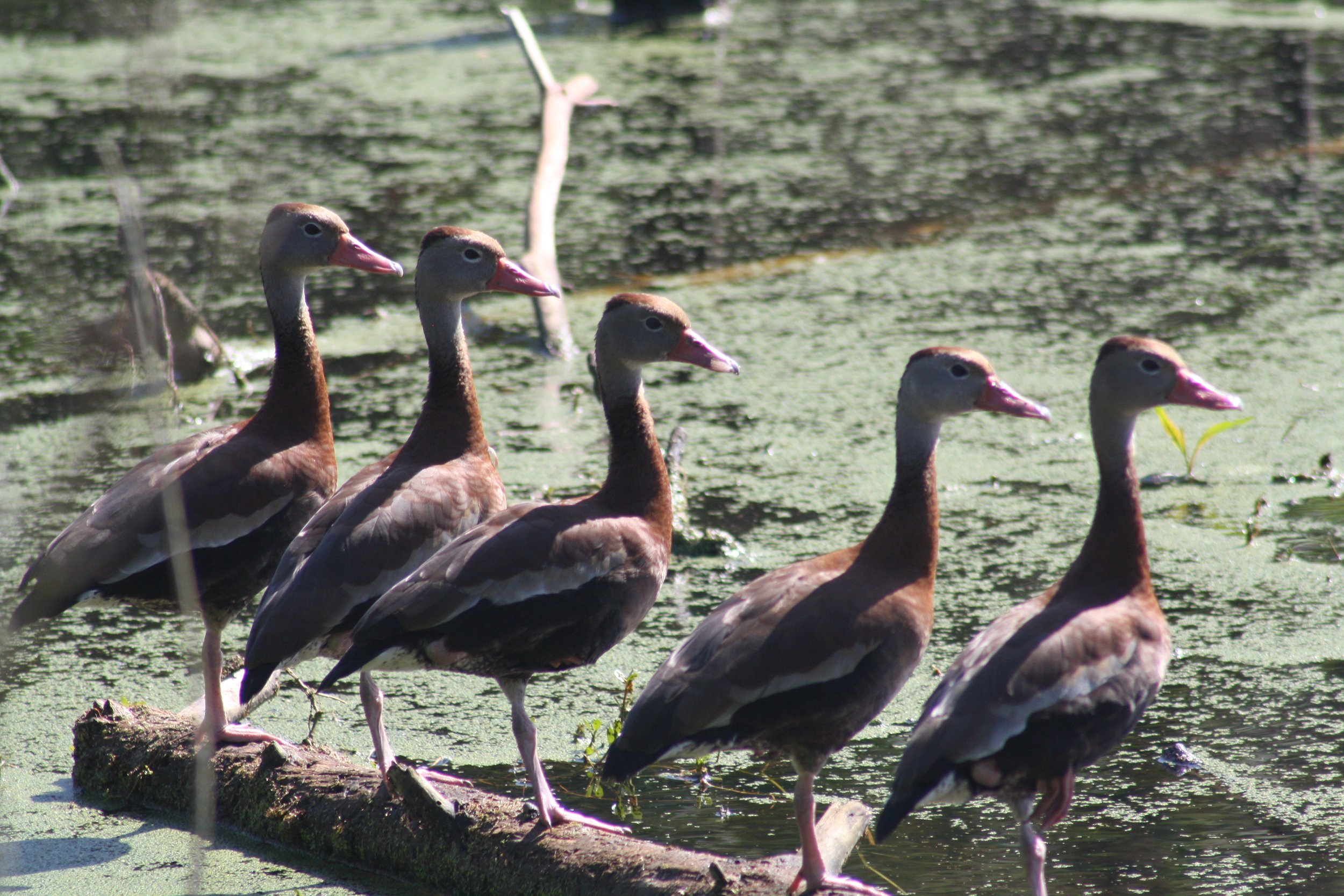 Black Bellied Whistling Duck, Hilton Head Island, SC, 2026.