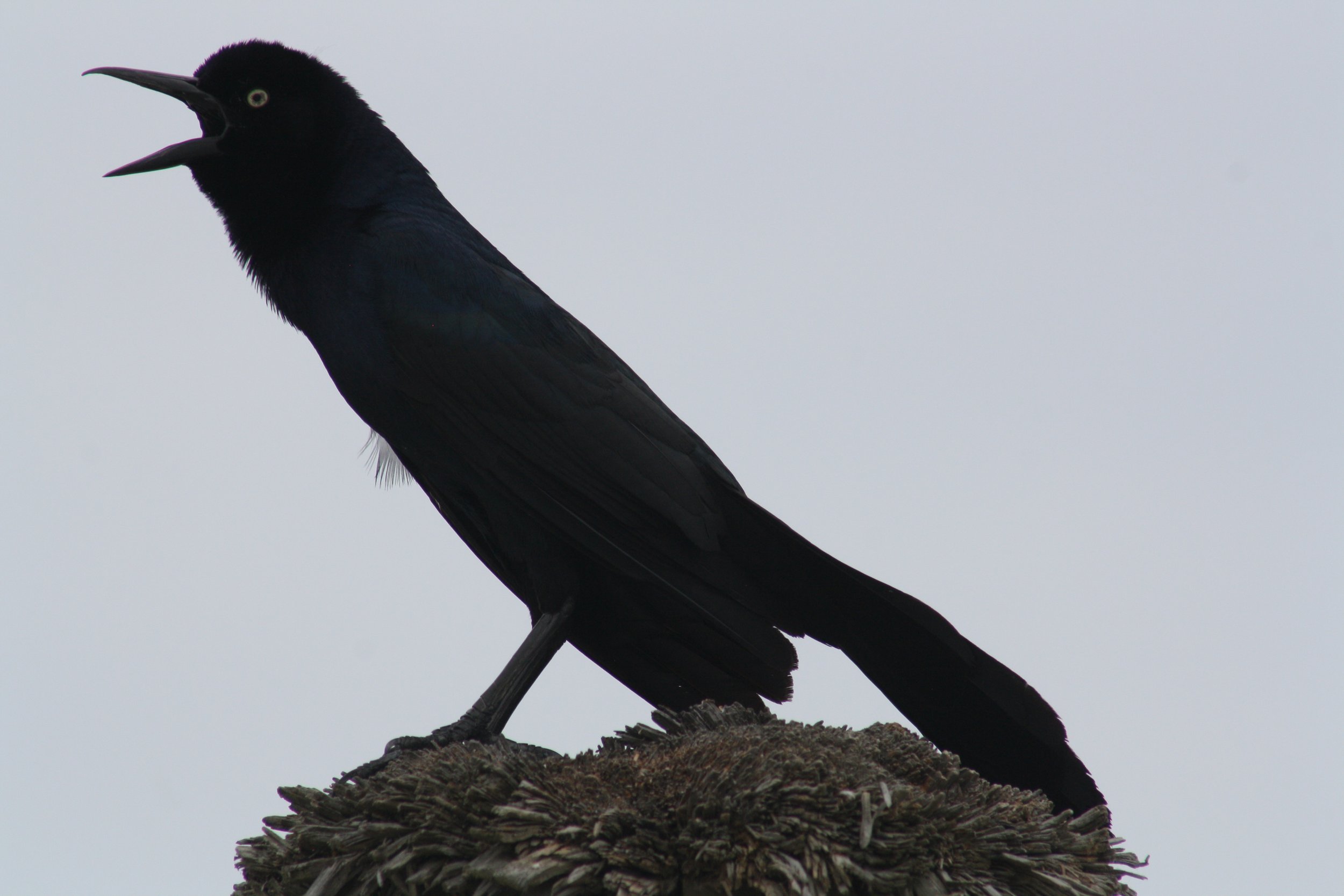 Boat Tailed Grackle, Tybee Island, GA, 2026.