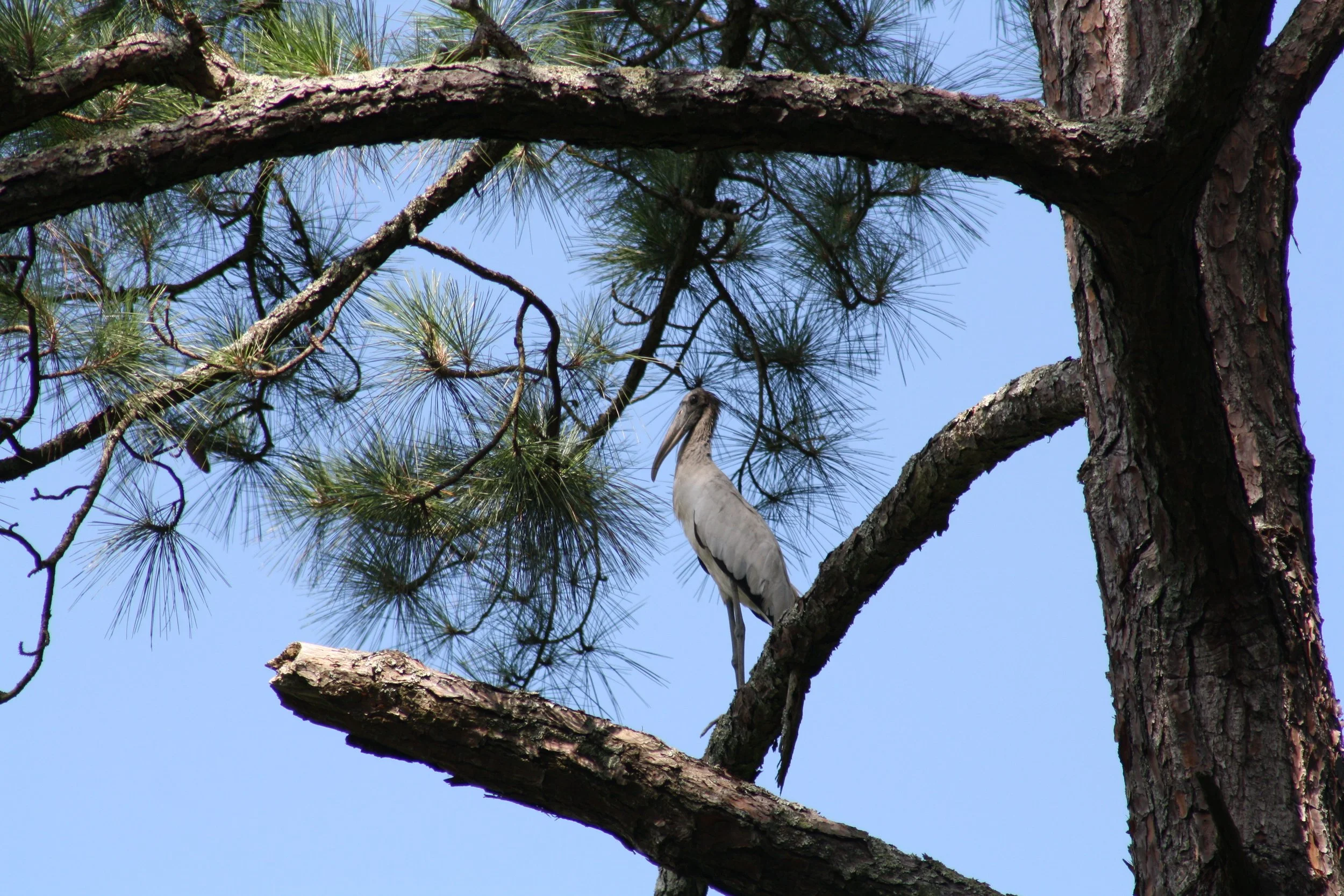 Wood Stork, Jekyll Island, GA, 2025.