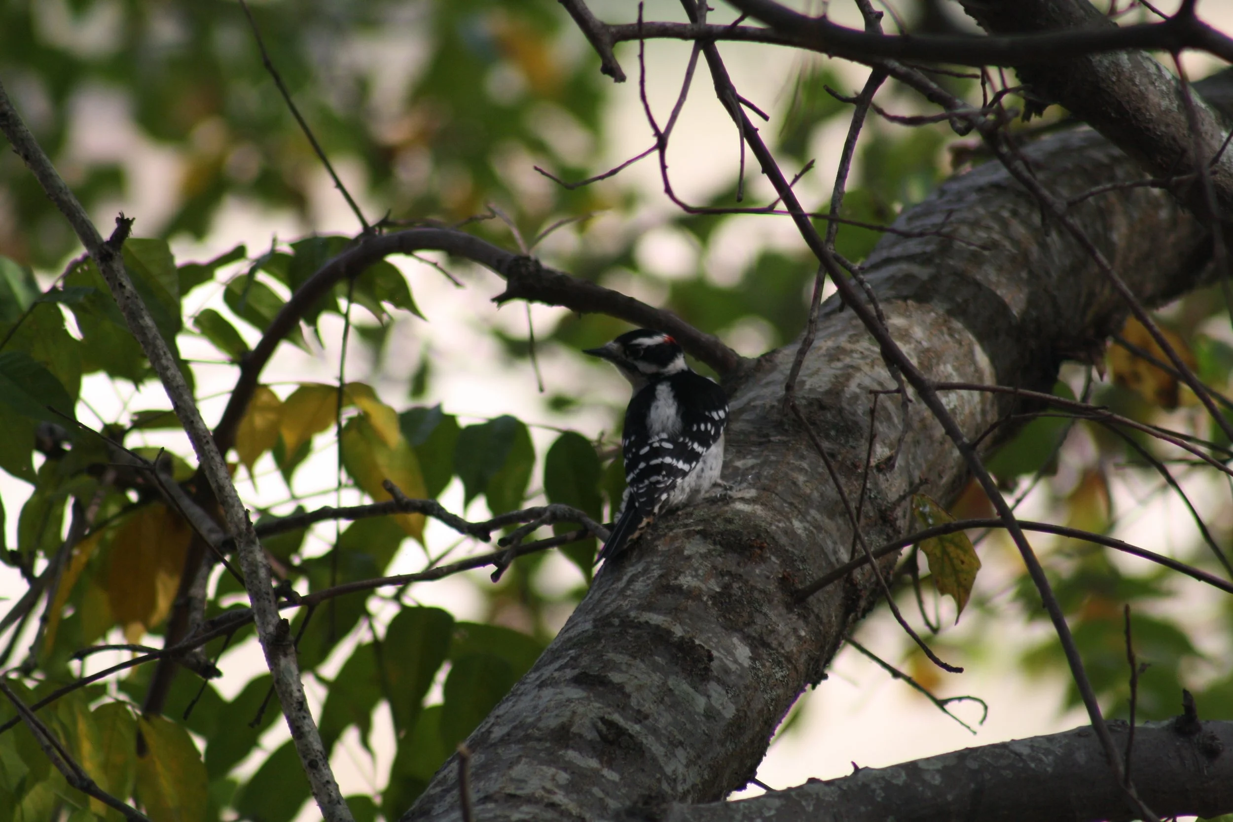 Downy Woodpecker, Atlanta, GA, 2025.