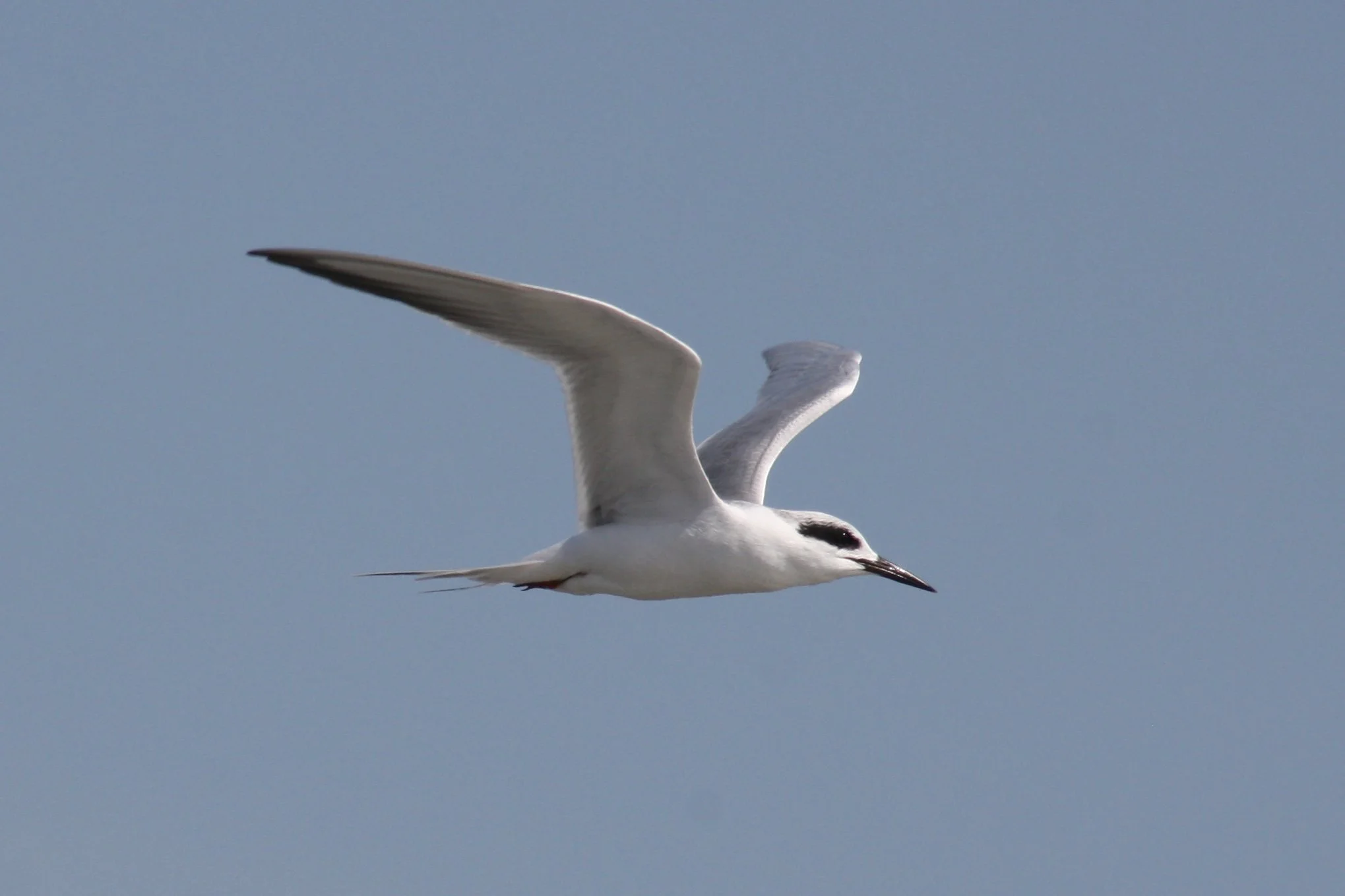 Forster's Tern, Tybee Island, GA, 2026.