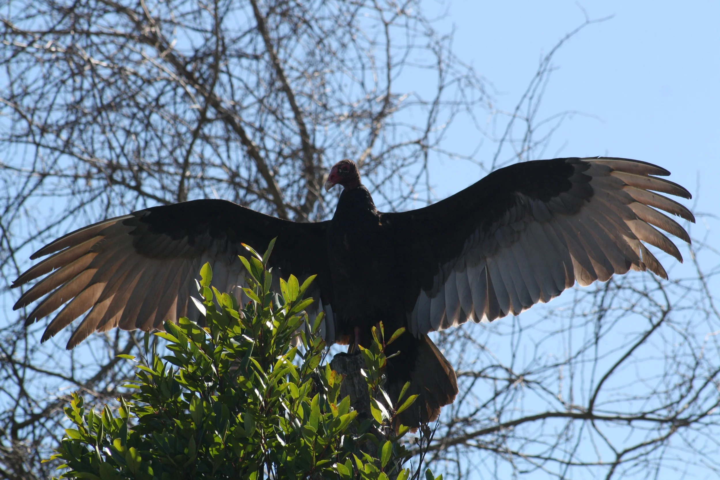 Turkey Vulture, Savannah, GA, 2026.