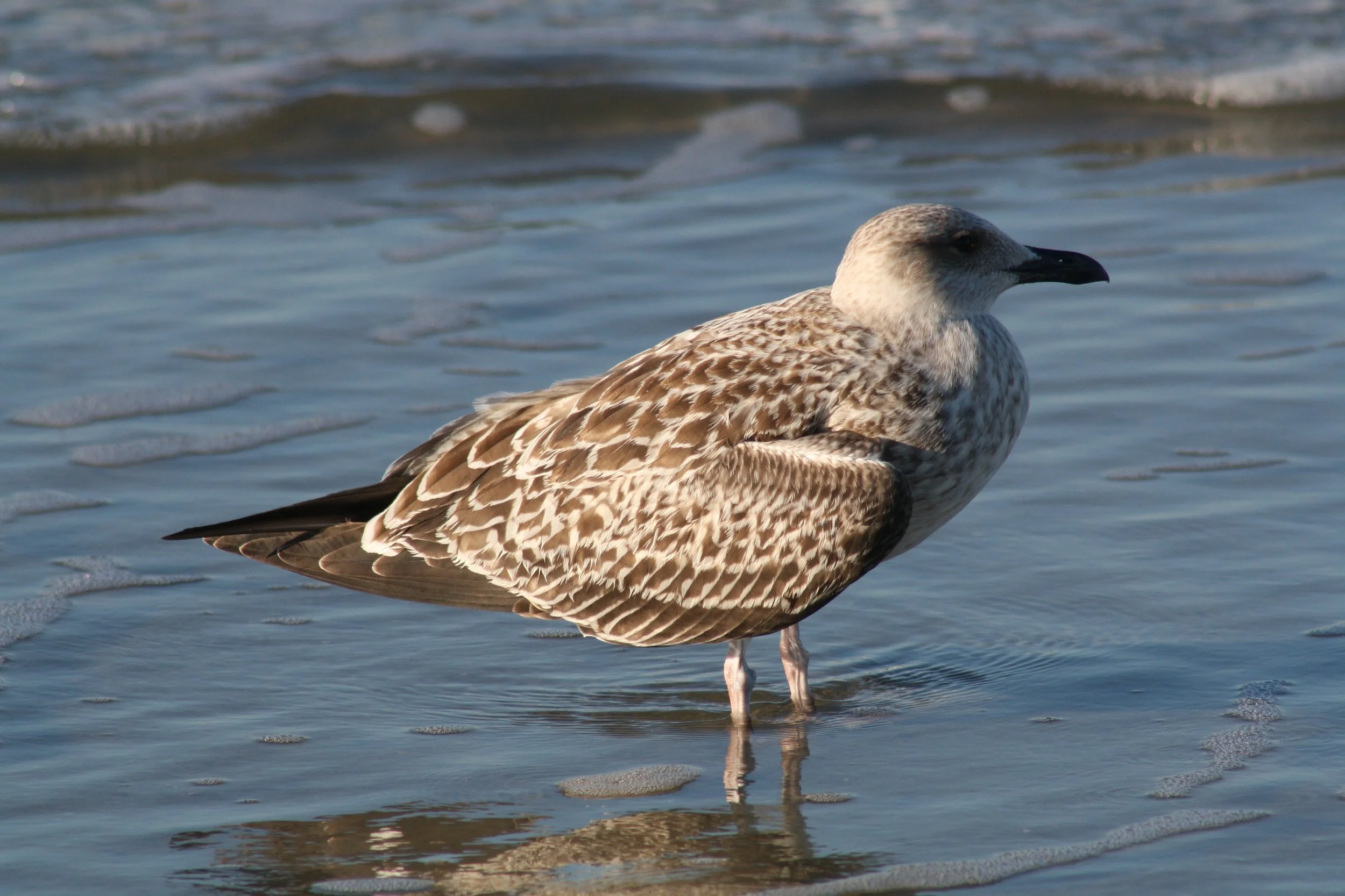 Black Backed Gull, Tybee, GA, 2025.
