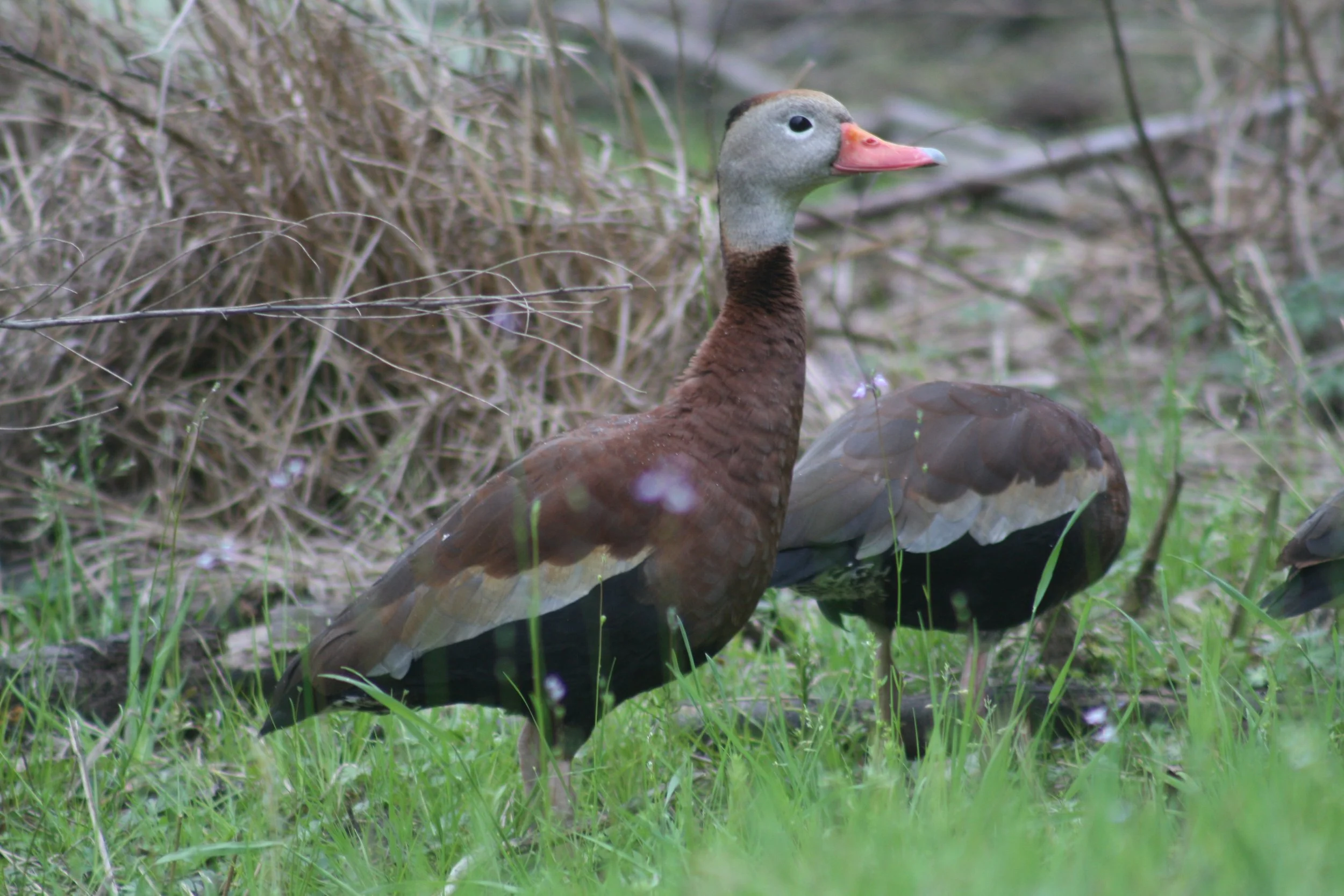 Black Bellied Whistling Duck, Hilton Head Island, SC, 2026.