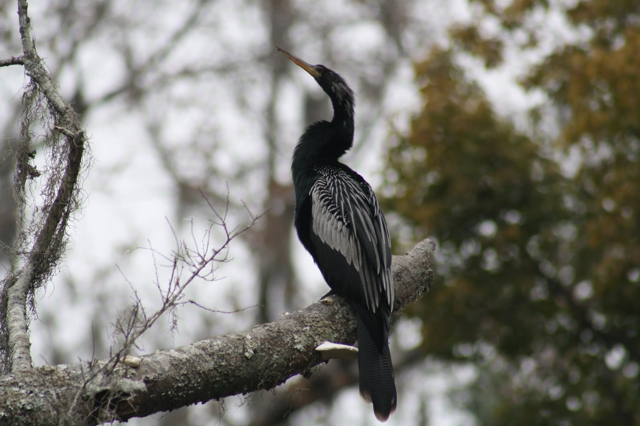 Anhinga, Savannah, GA, 2026.
