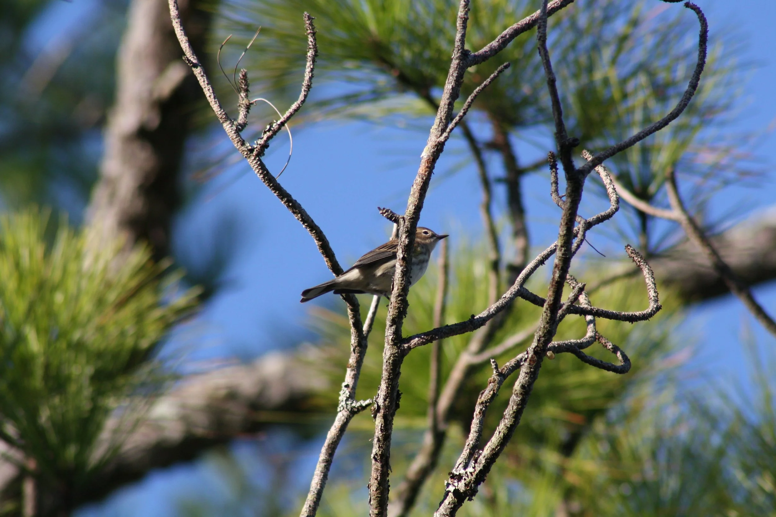 Eastern Bluebird, Jekyll Island, GA, 2025.