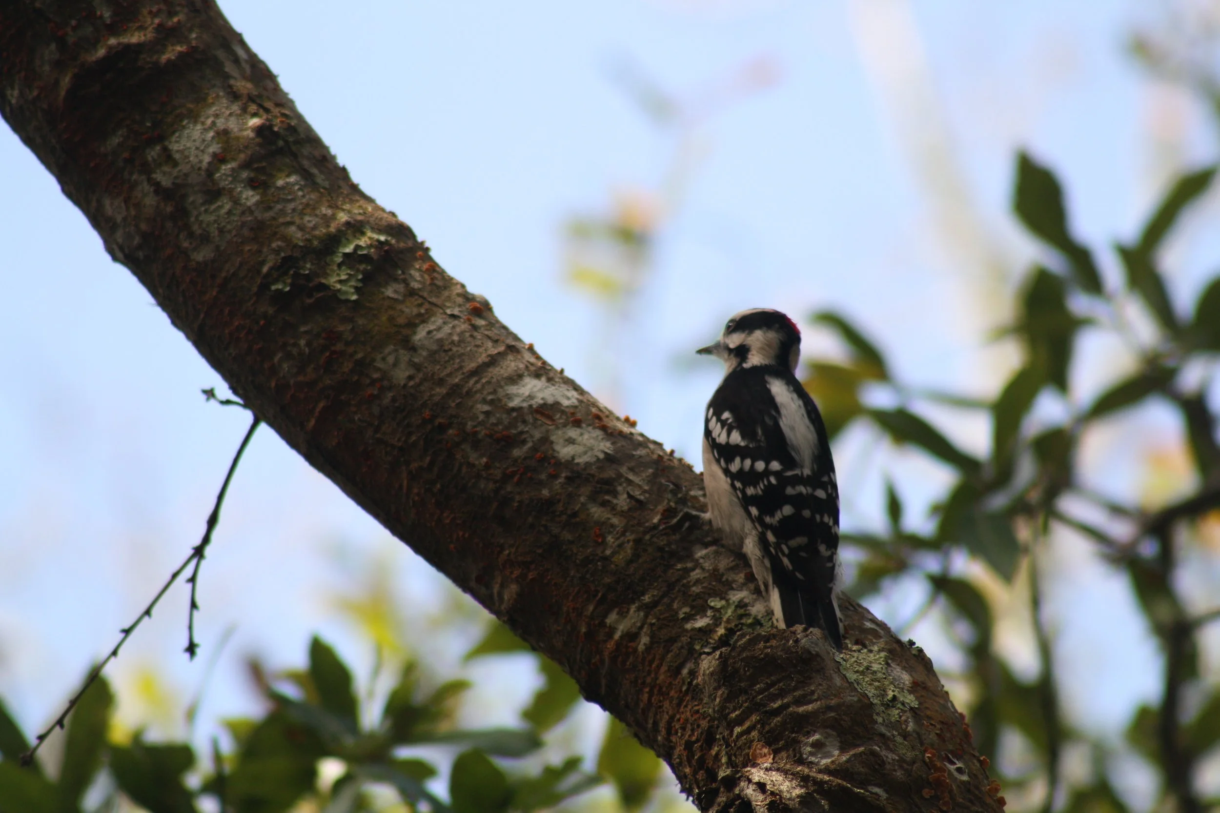 Hairy Woodpecker, Jekyll Island, GA, 2026.