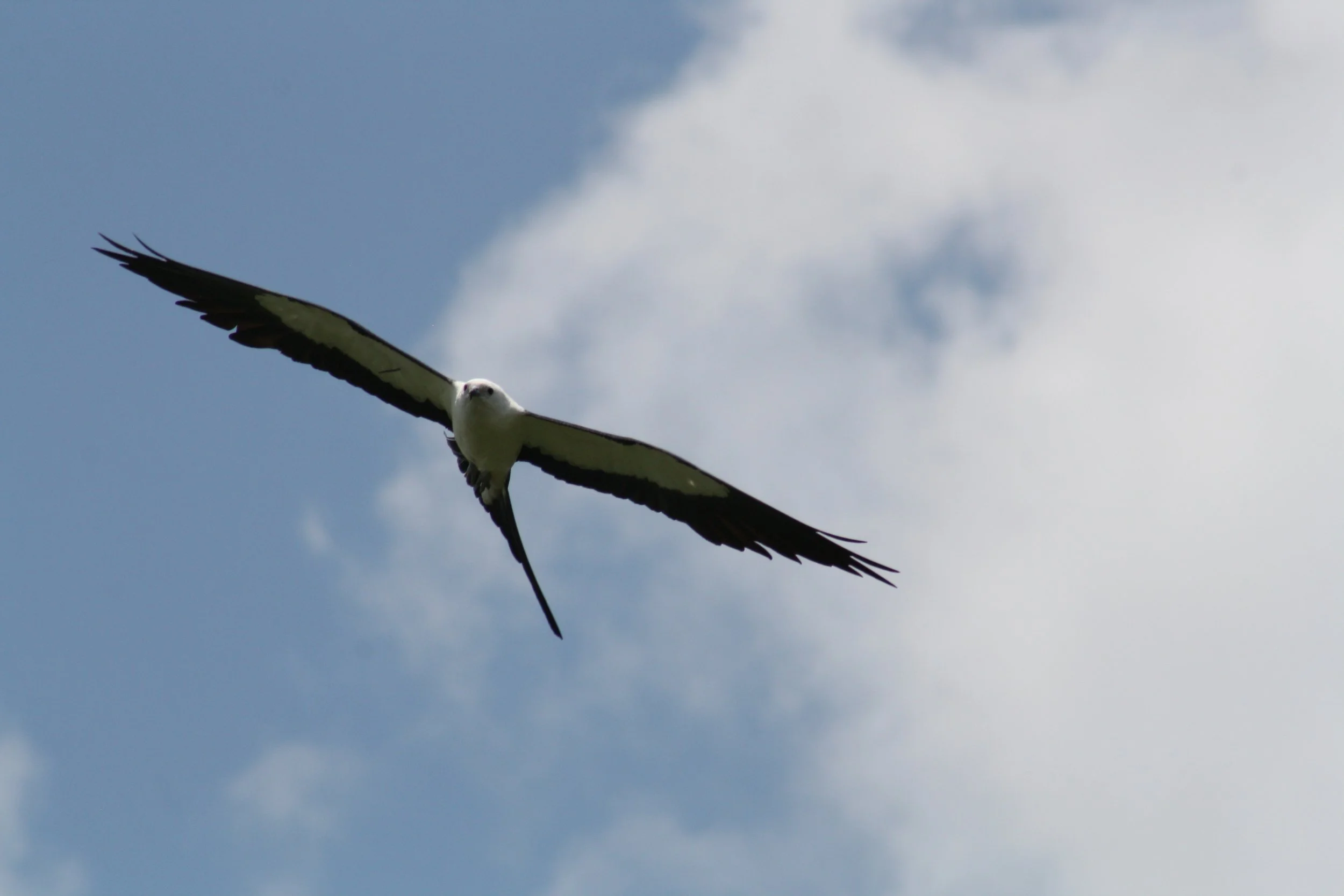 Swallow Tailed Kite, Savannah, GA, 2026.