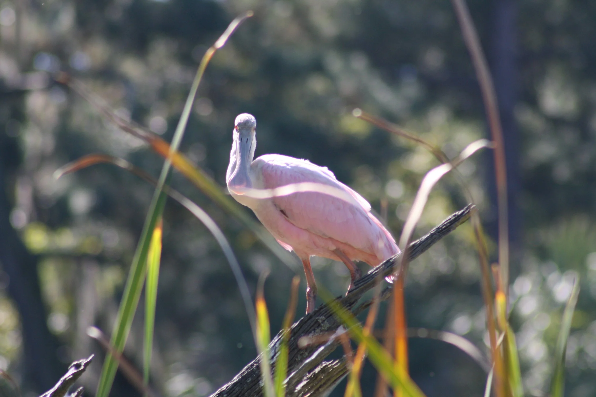 Roseate Spoonbill, Skidaway Island, GA, 2025.