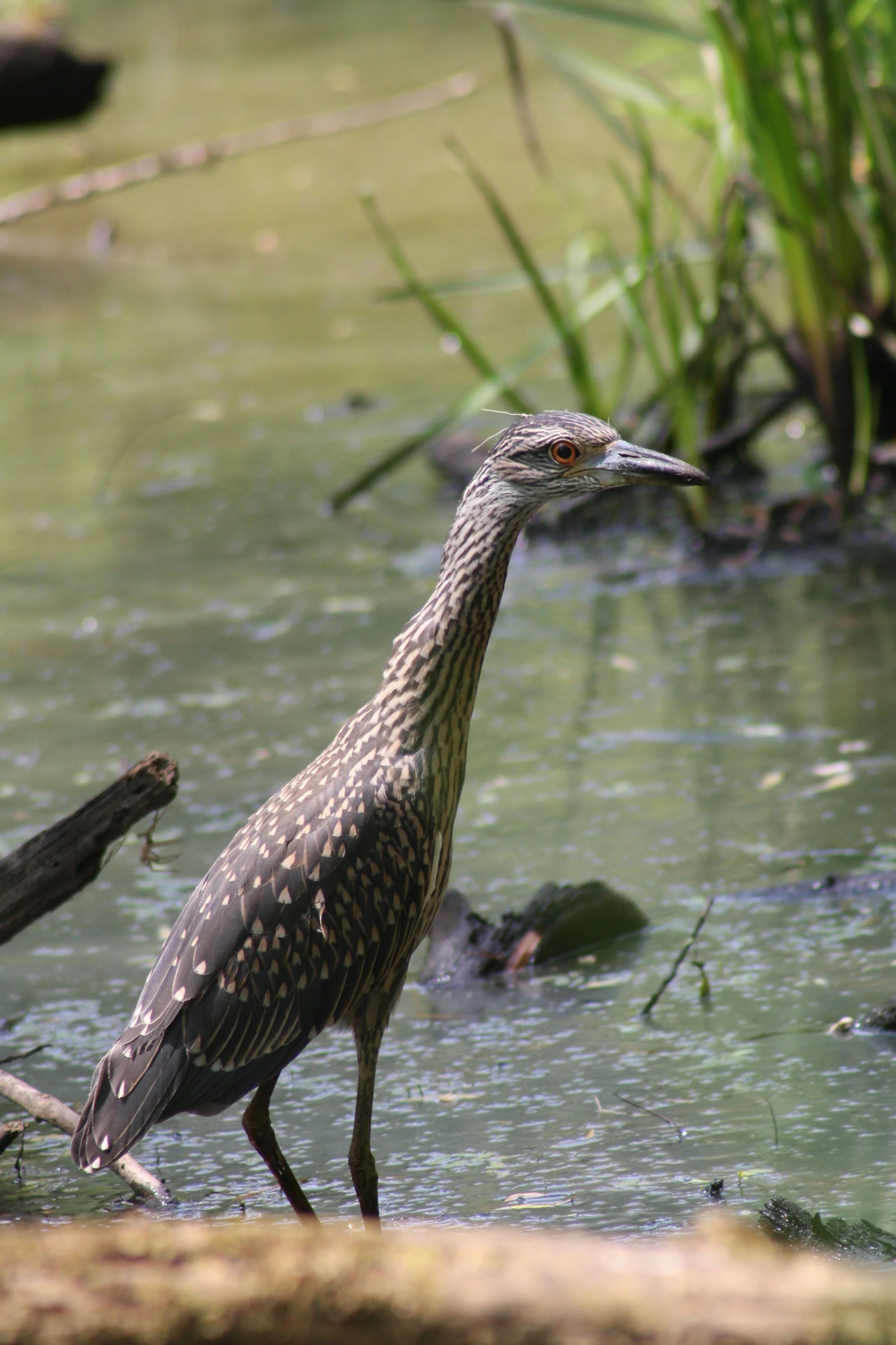 Yellow Crowned Night Heron, Suwanee, GA, 2025.