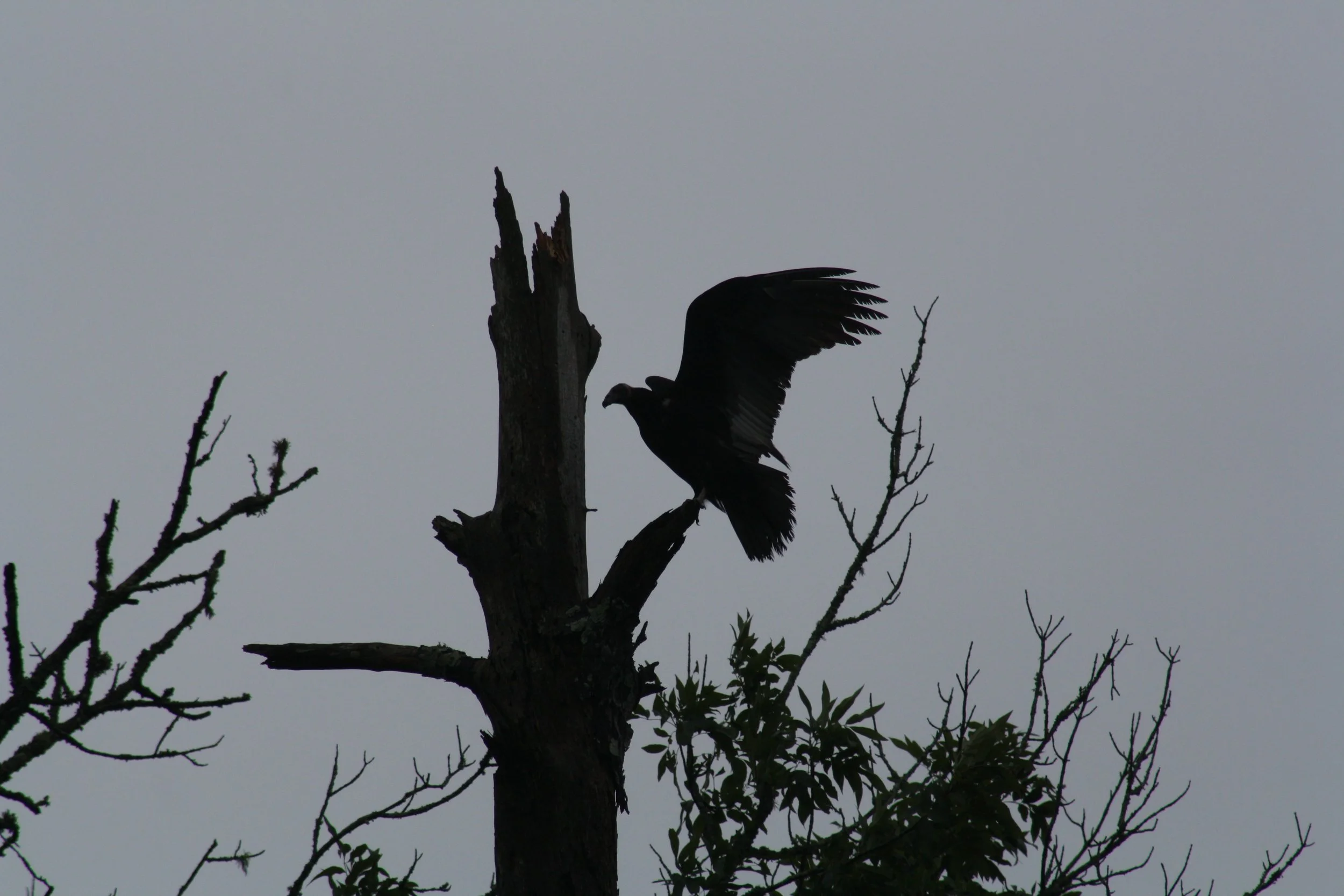 Turkey Vulture, Suwanee, GA, 2025.