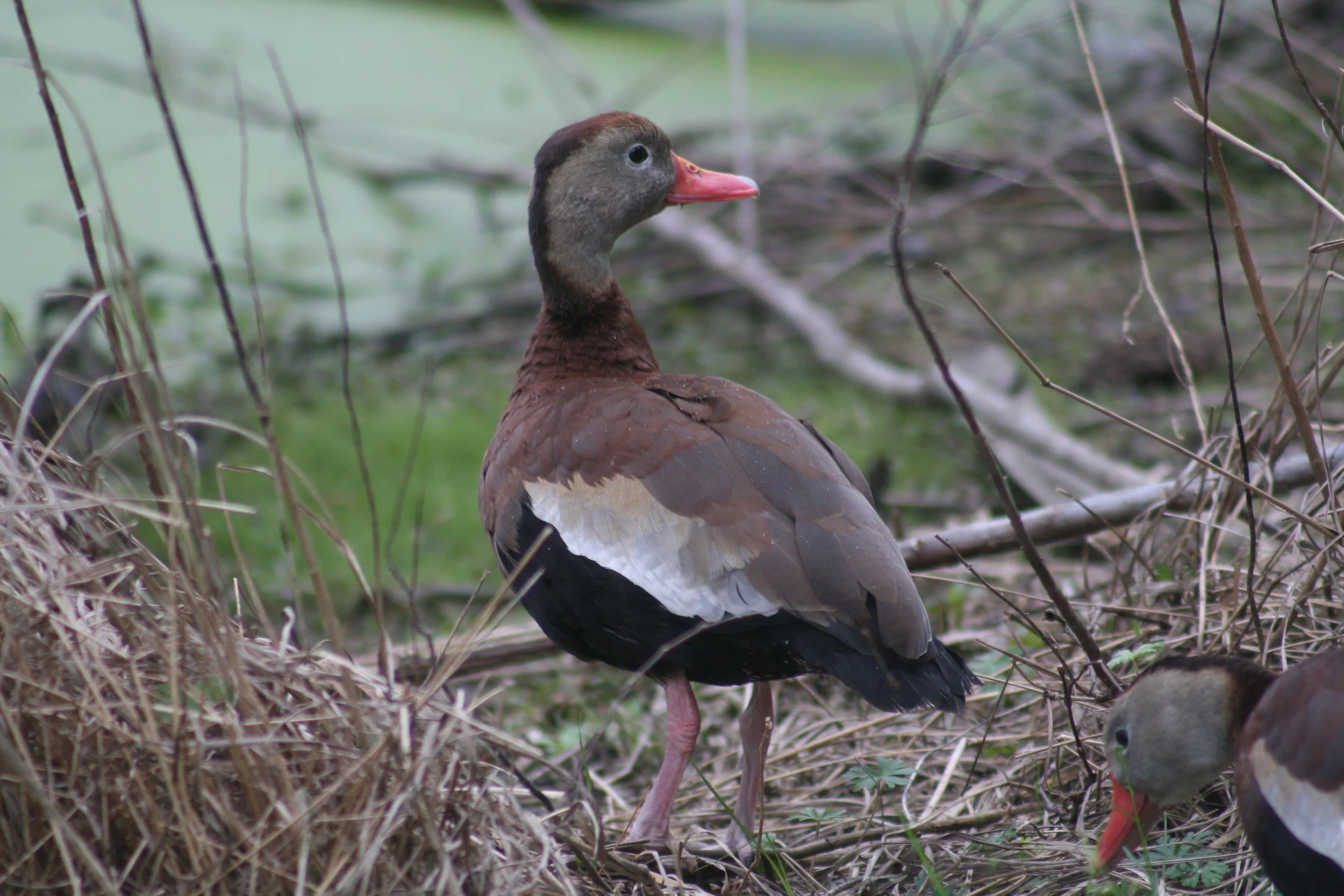 Black Bellied Whistling Duck, Hilton Head Island, SC, 2026.