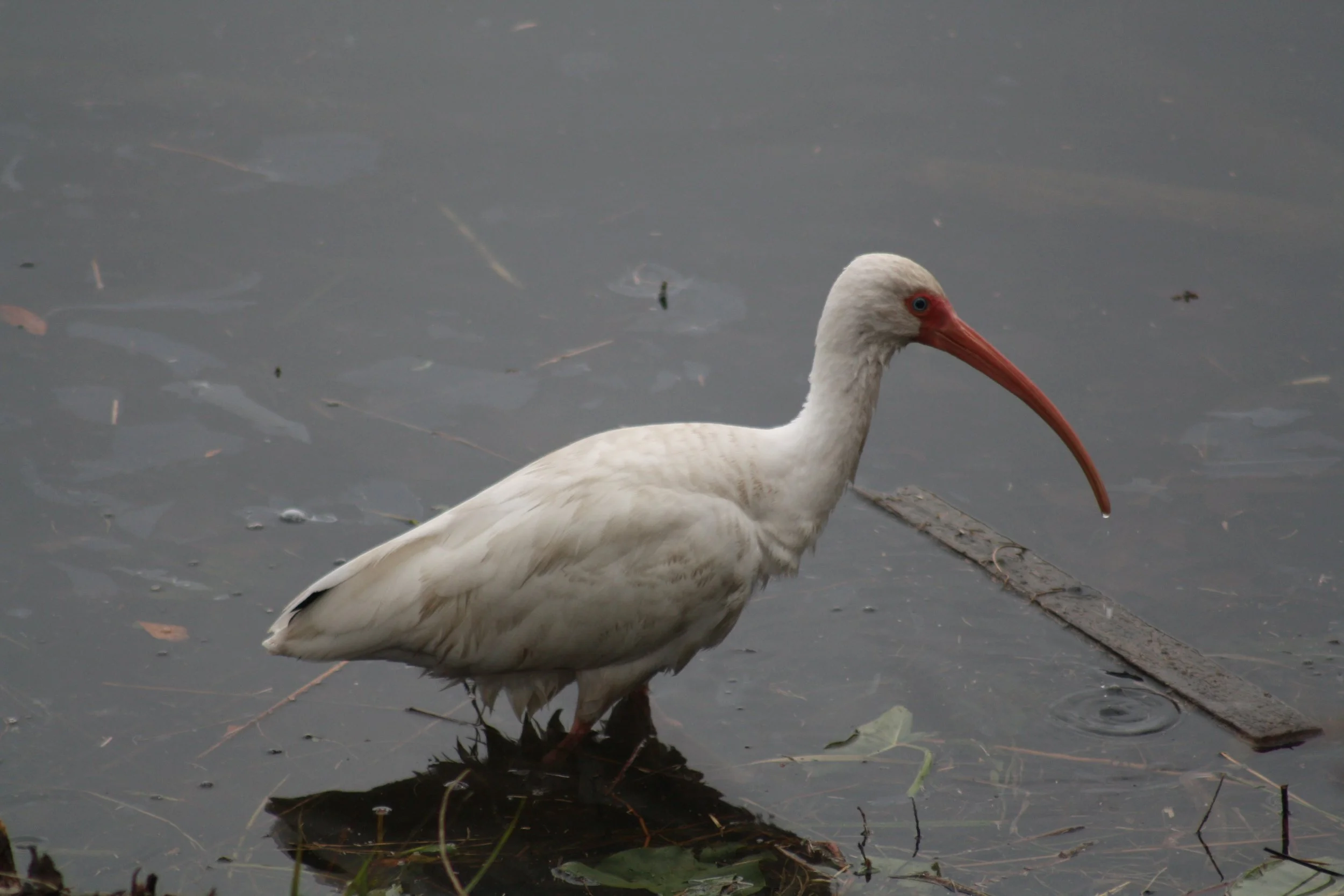 White Ibis, Savannah, GA, 2026.