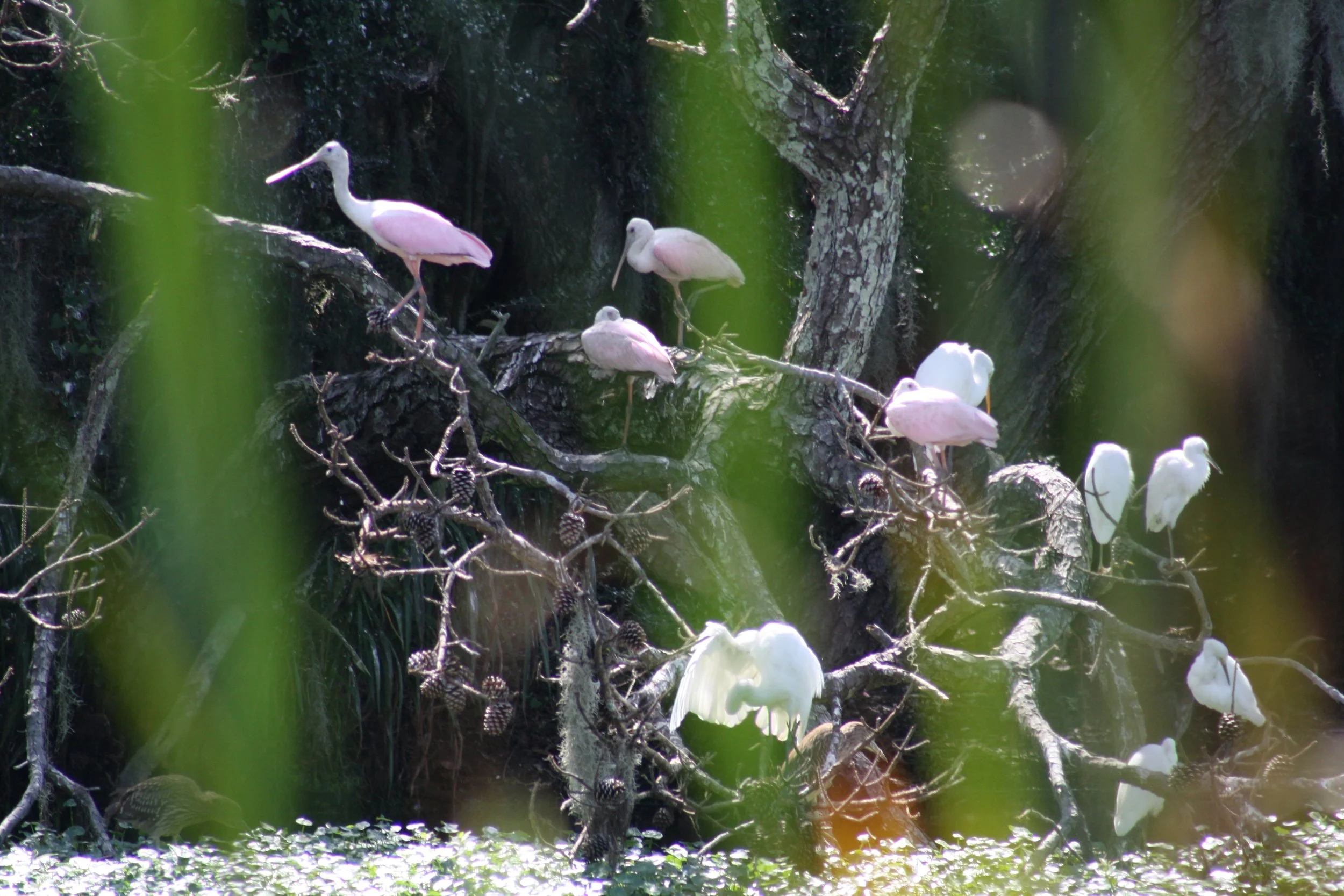 Roseate Spoonbill and Great Egret, Skidaway Island, GA, 2025.