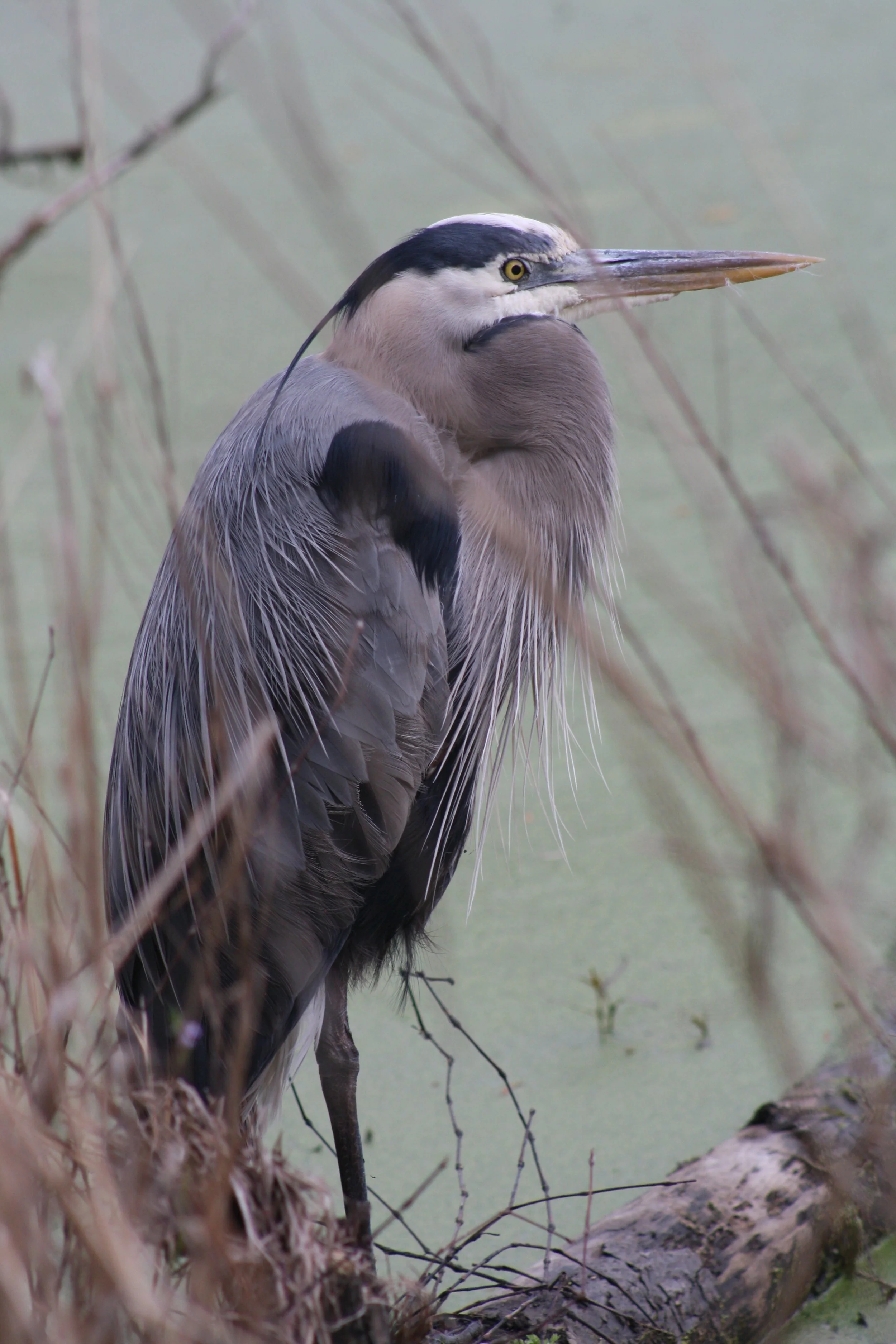 Great Blue Heron, Hilton Head Island, SC, 2026.