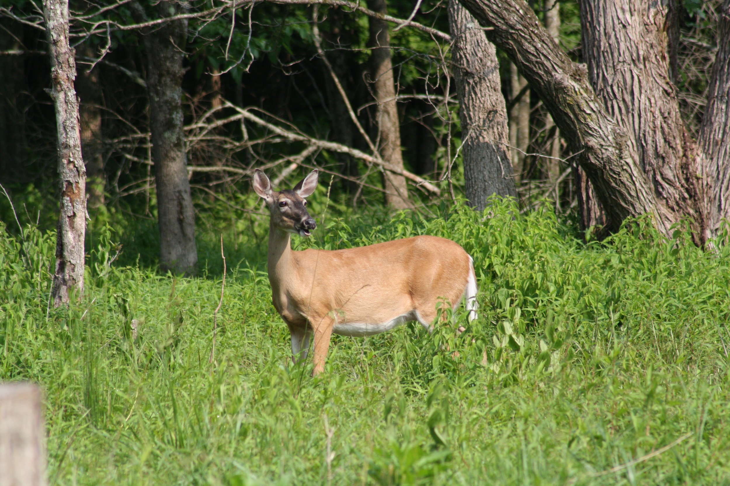 Cochran Shoals, GA, 2025.