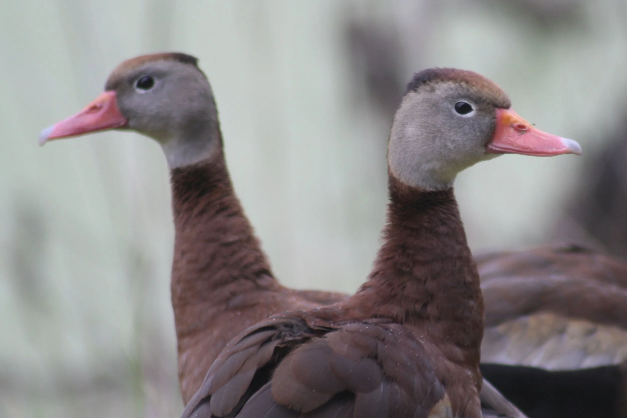 Black Bellied Whistling Duck, Hilton Head Island, SC, 2026.