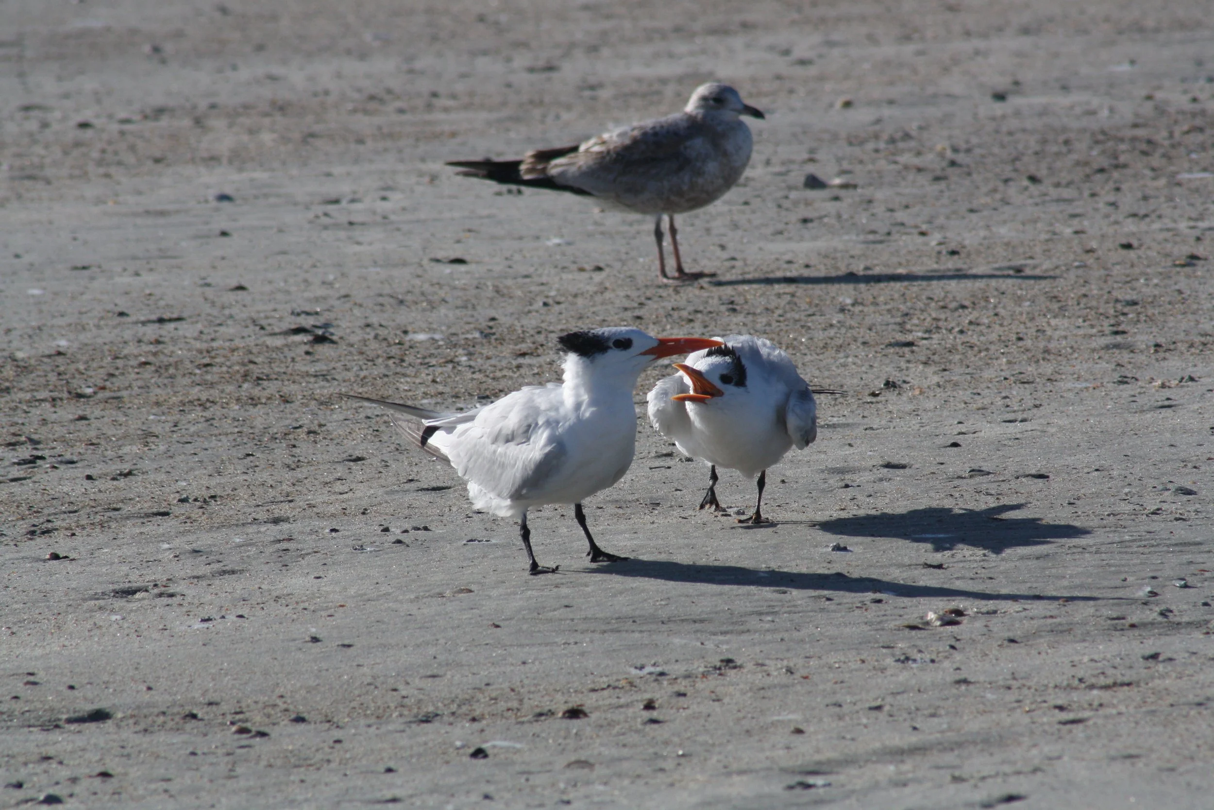 Royal Tern, Tybee Island, GA, 2025.