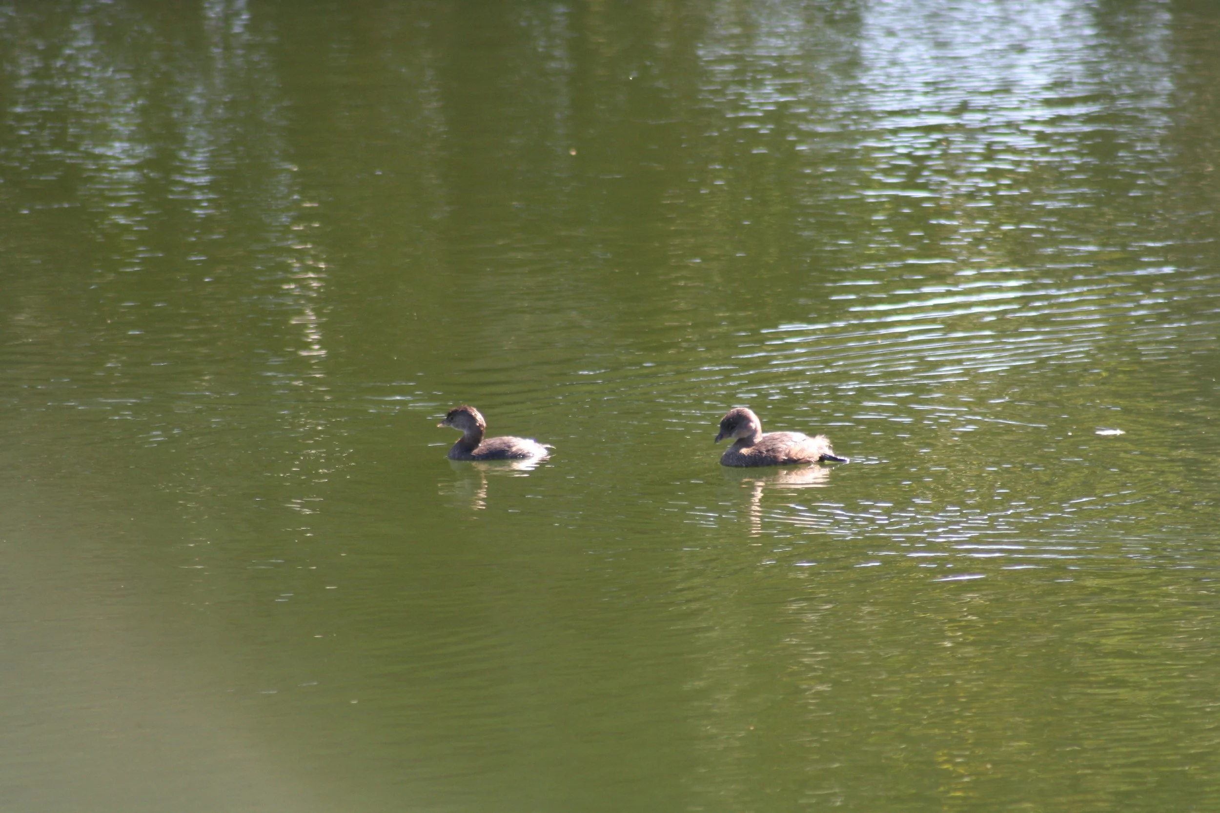Pied Billed Grebe, Savannah, GA, 2025.