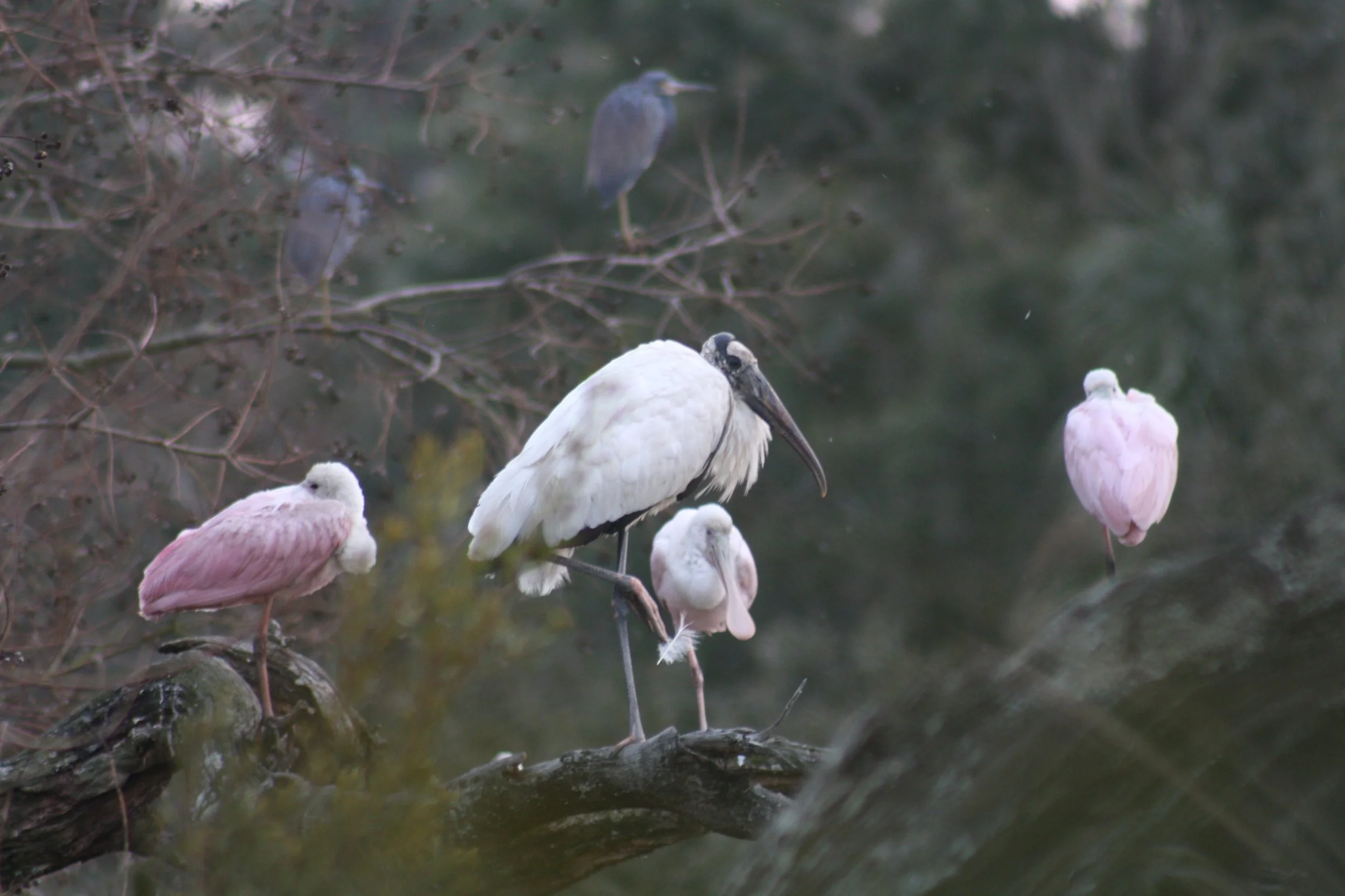 Wood Stork and Roseate Spoonbill, Skidaway Island, GA, 2026.